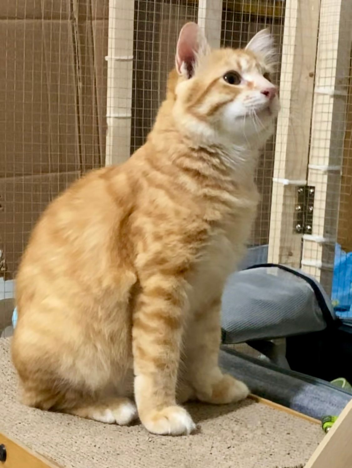 Garfie - Jalan Nuri 1, Pulau Jerejak