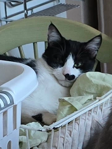 Titou - Rue Marx Dormoy, Portes-lès-Valence