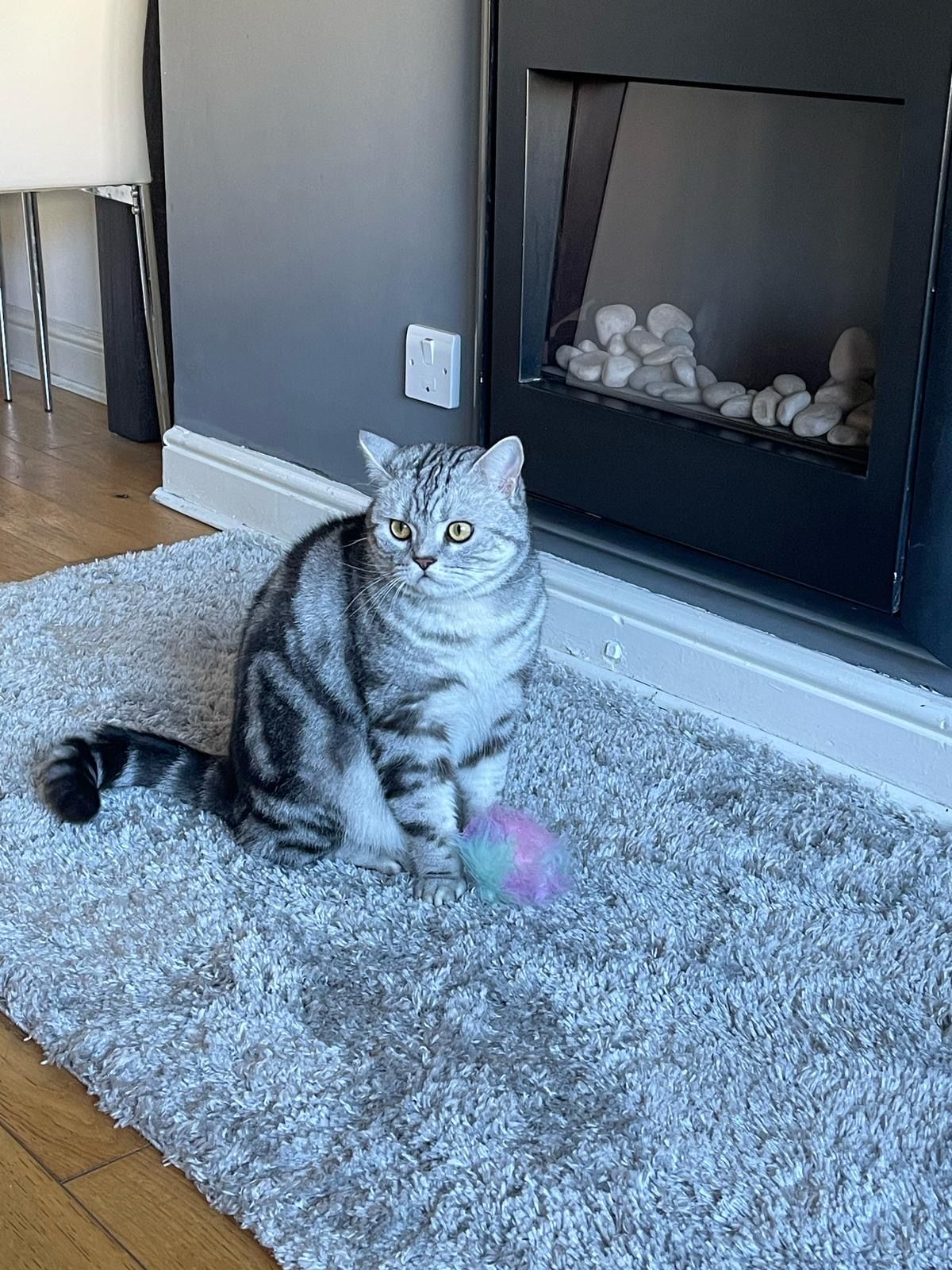 Paddy - Millburn Avenue, Clydebank