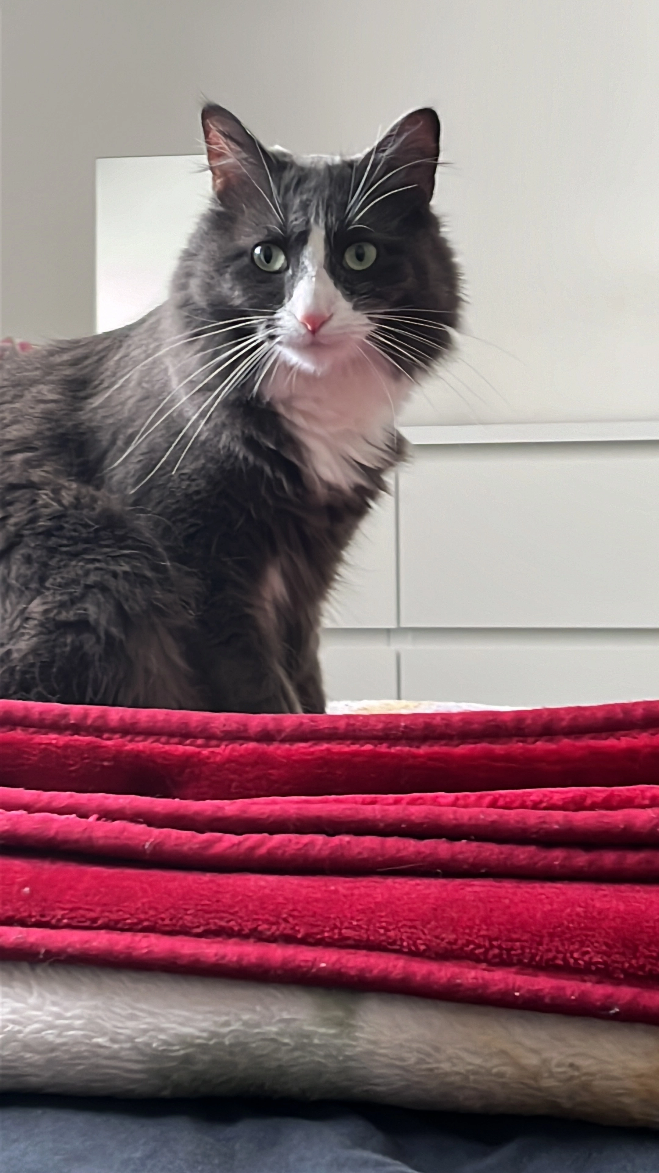 Finger - 9 Rue de Villabé, Bressuire