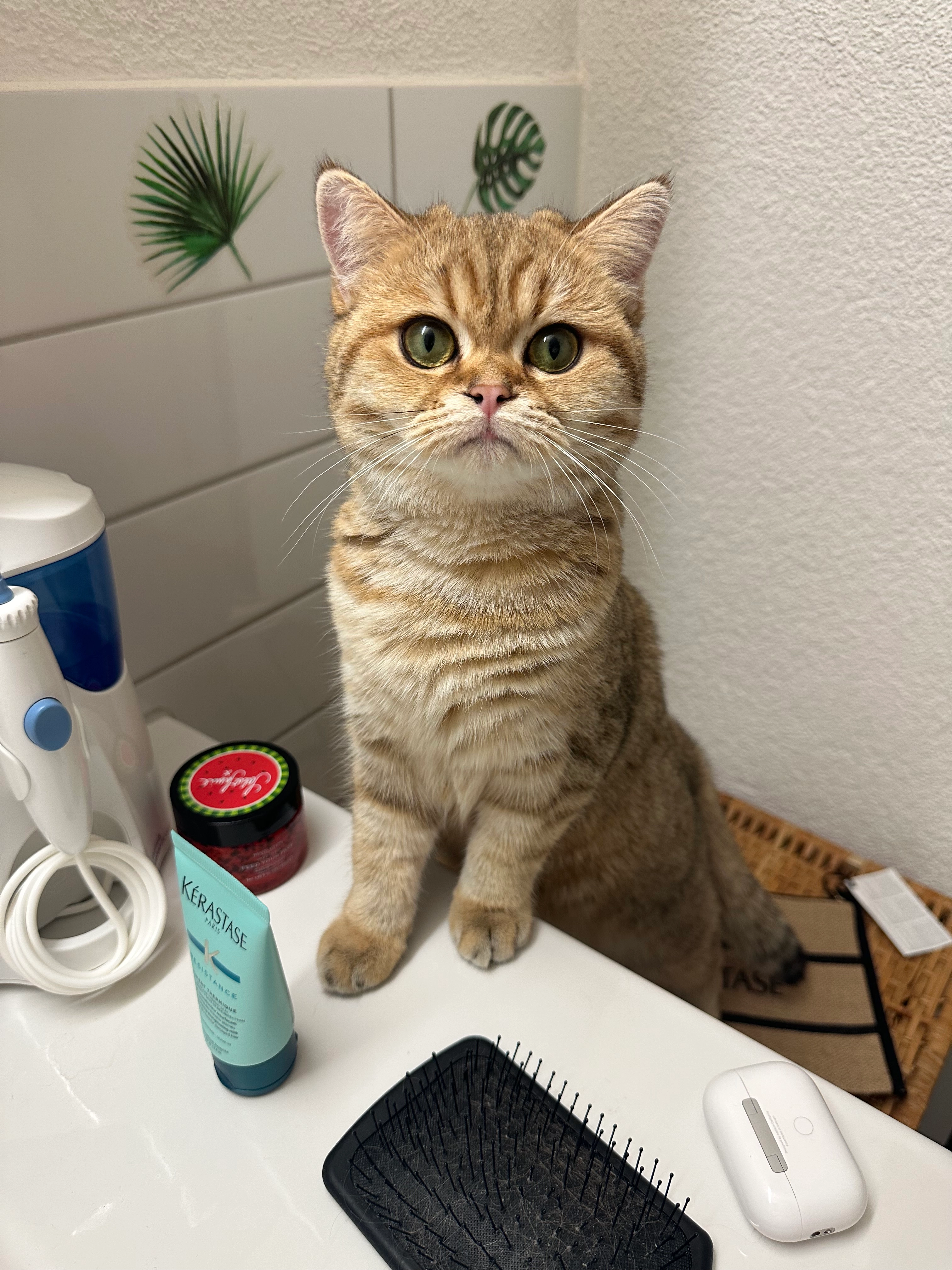 Mia  - Stoffelstrasse, Wädenswil