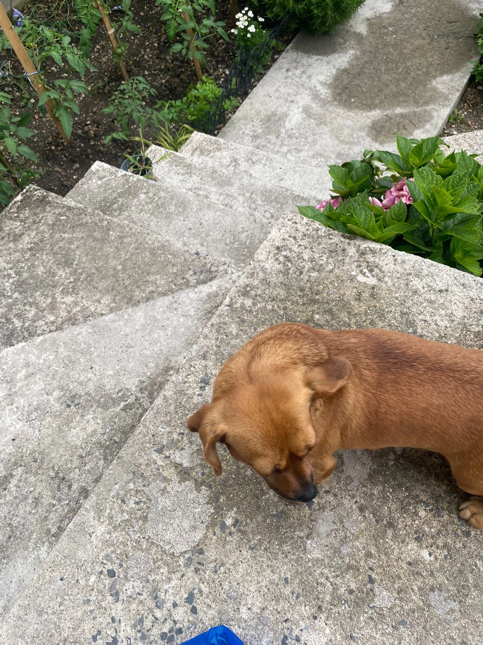 Bela - Rue Frédéric Joliot-Curie, Pierrefitte-sur-Seine