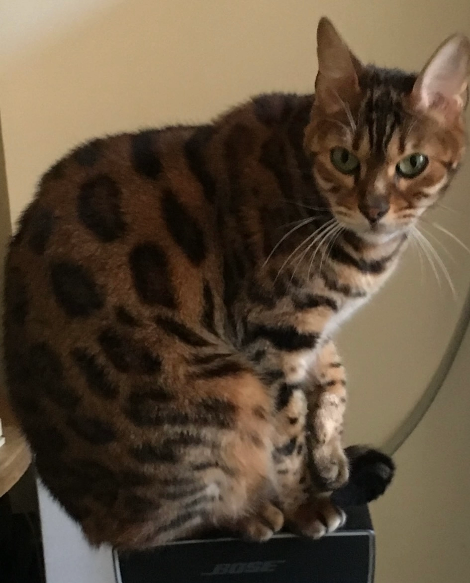 Havane - 34 Rue de la Glycine, Brissac-Loire-Aubance