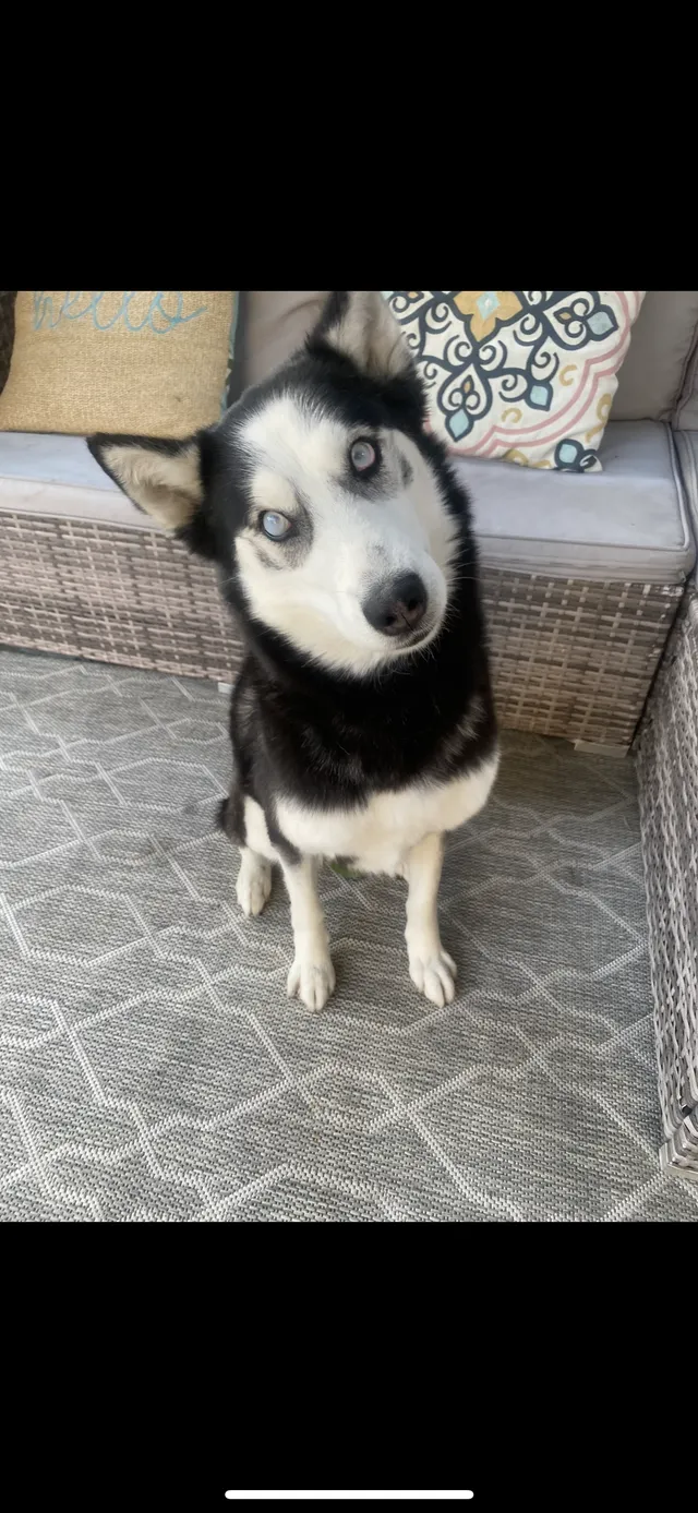 Asha - West Oak Avenue, Fullerton