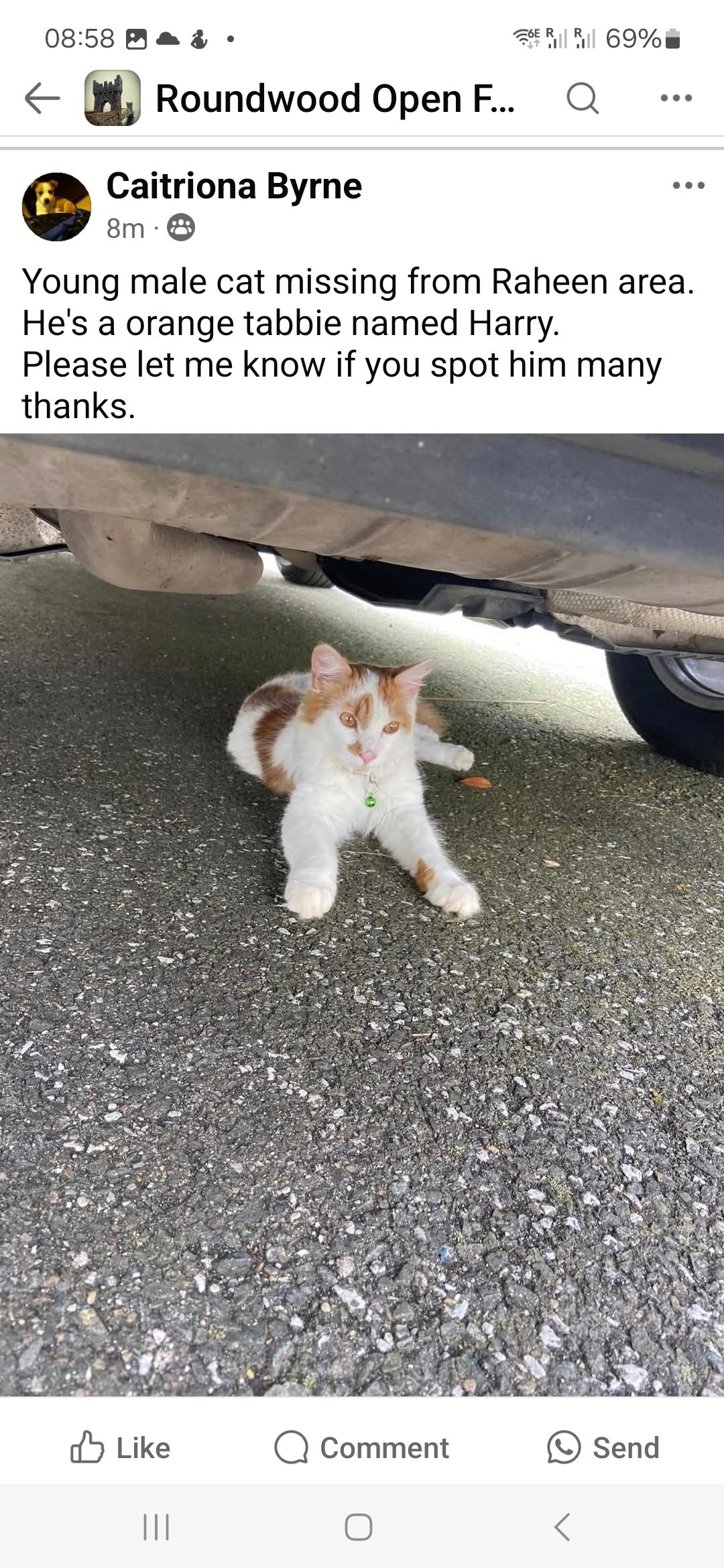 Harry  - Roundwood Road, Oldtown
