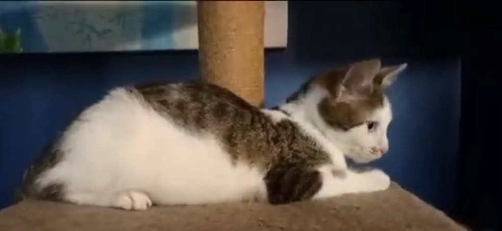 Ed - Attlee Way, Tredegar