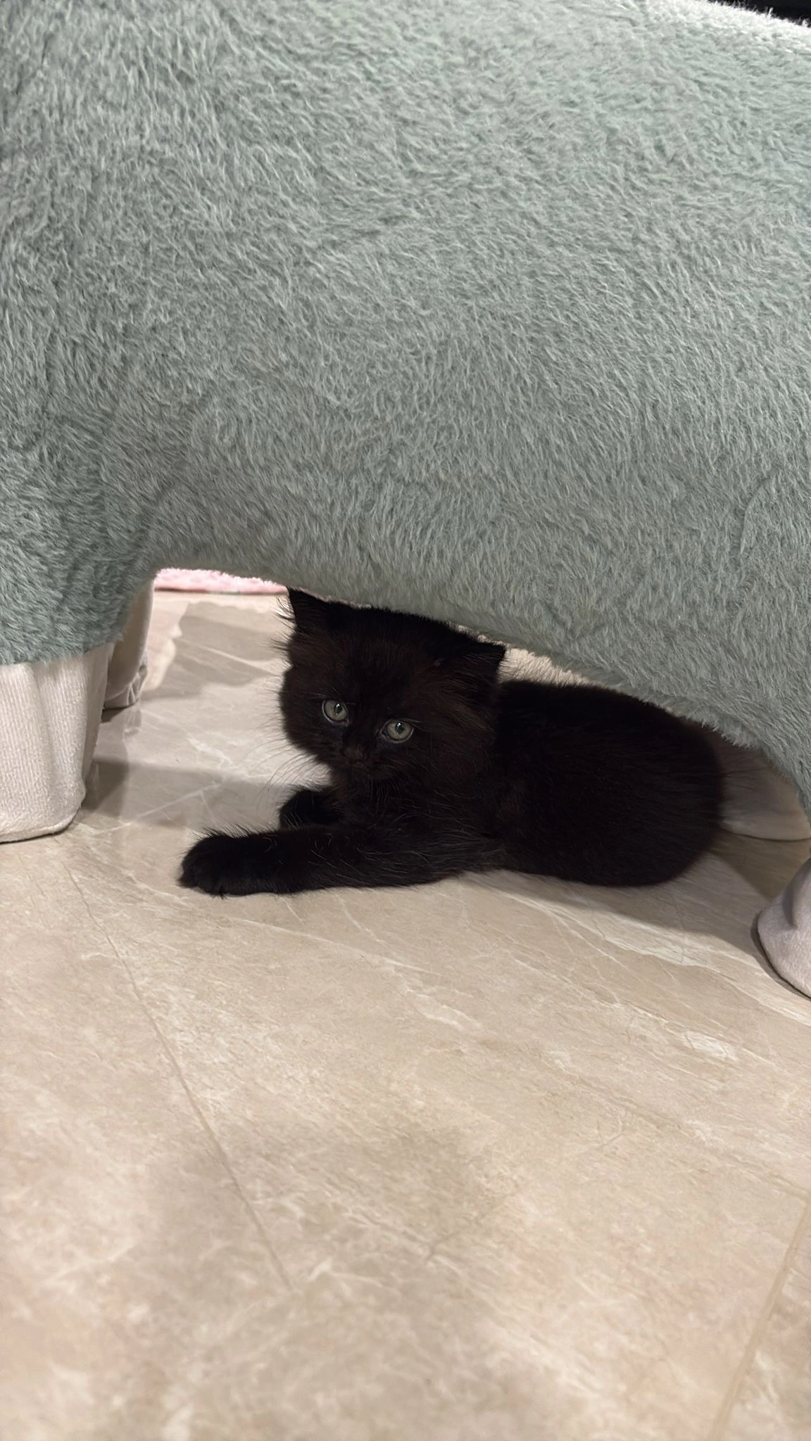 Oreo - 643653, Singapore