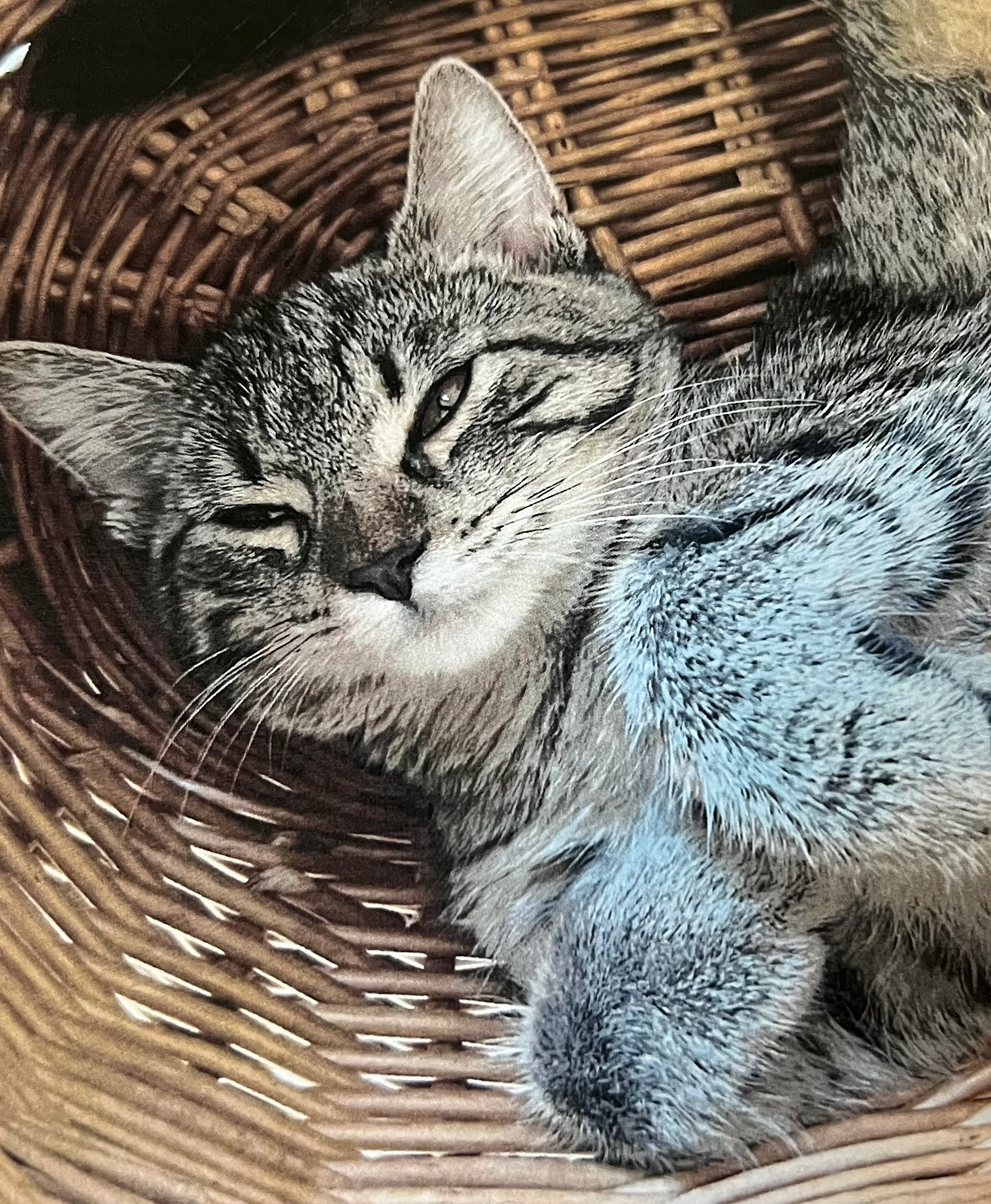 Flora - Gusen-Dorf, Langenstein