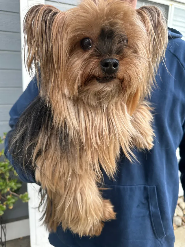 i found a missing dog - 10127 Sheffield Oak Way, Elk Grove