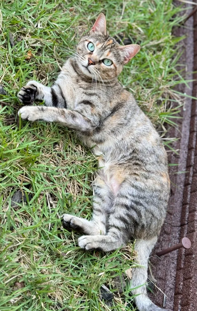 Zuzu - Evergreen Drive, Allen