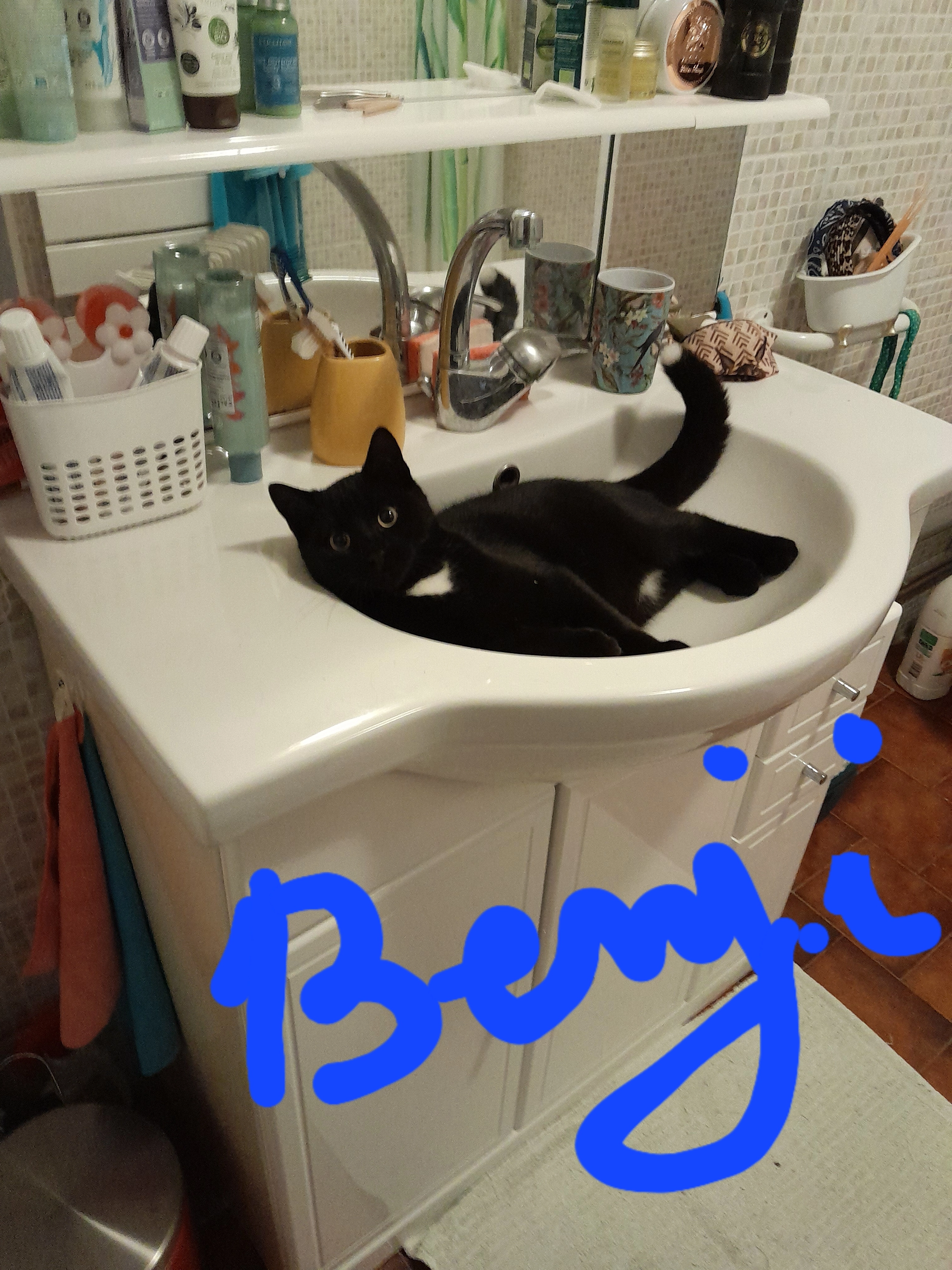 Benji  - Avenue Auguste Bertrand, Cavaillon