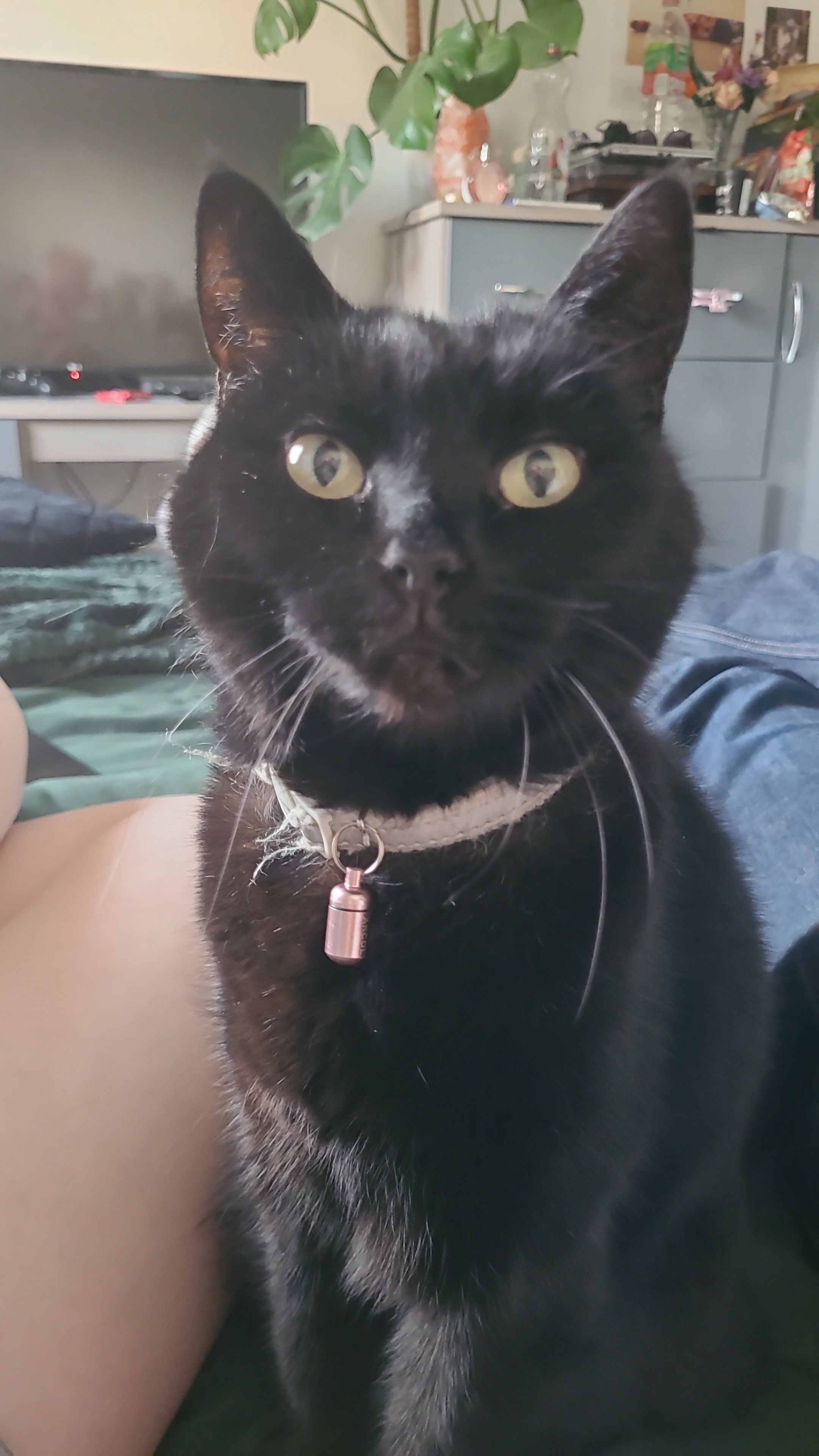 Frazzle - Cornfield Row, Deal