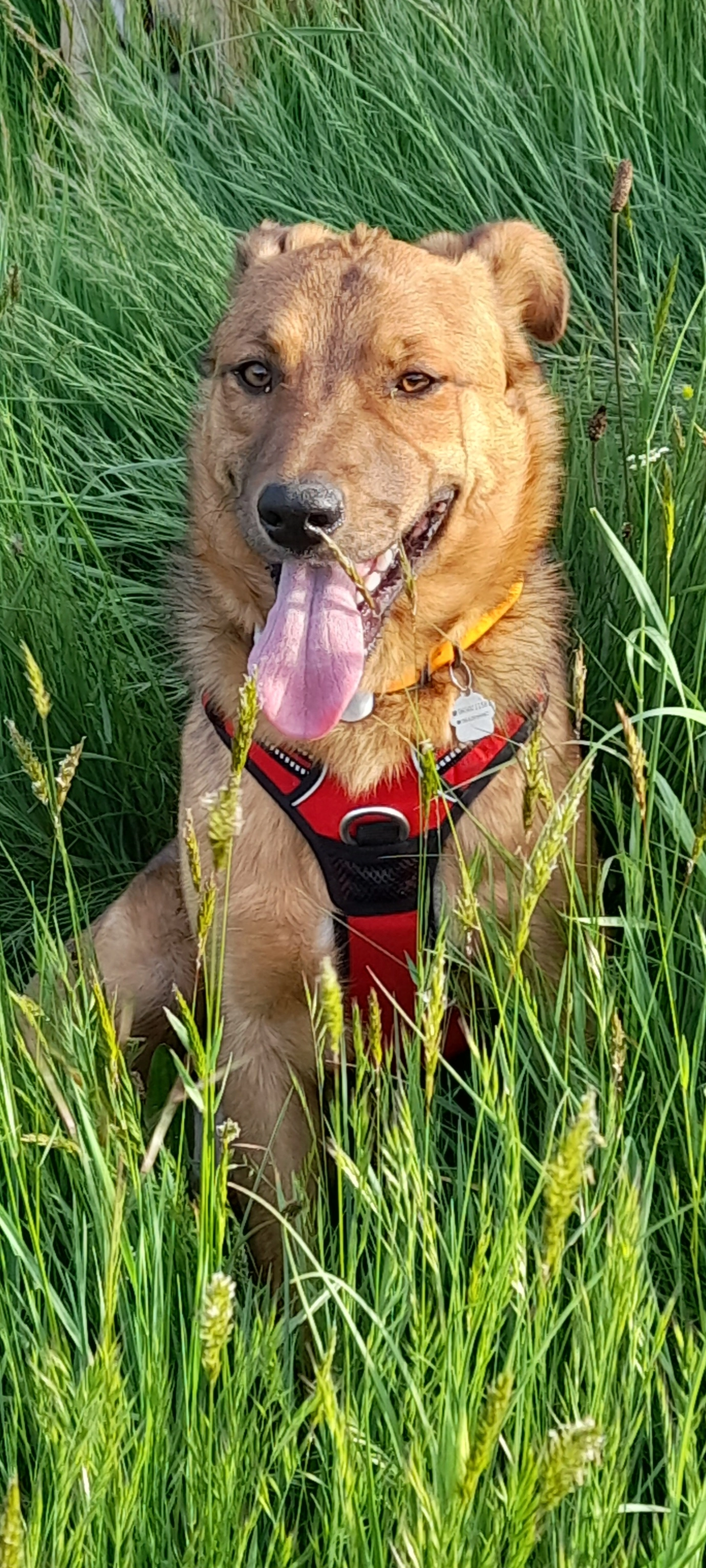 Vigo - Saint-Sixte, Boffres