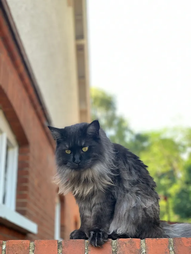 Princess - Peaks Hill, Purley