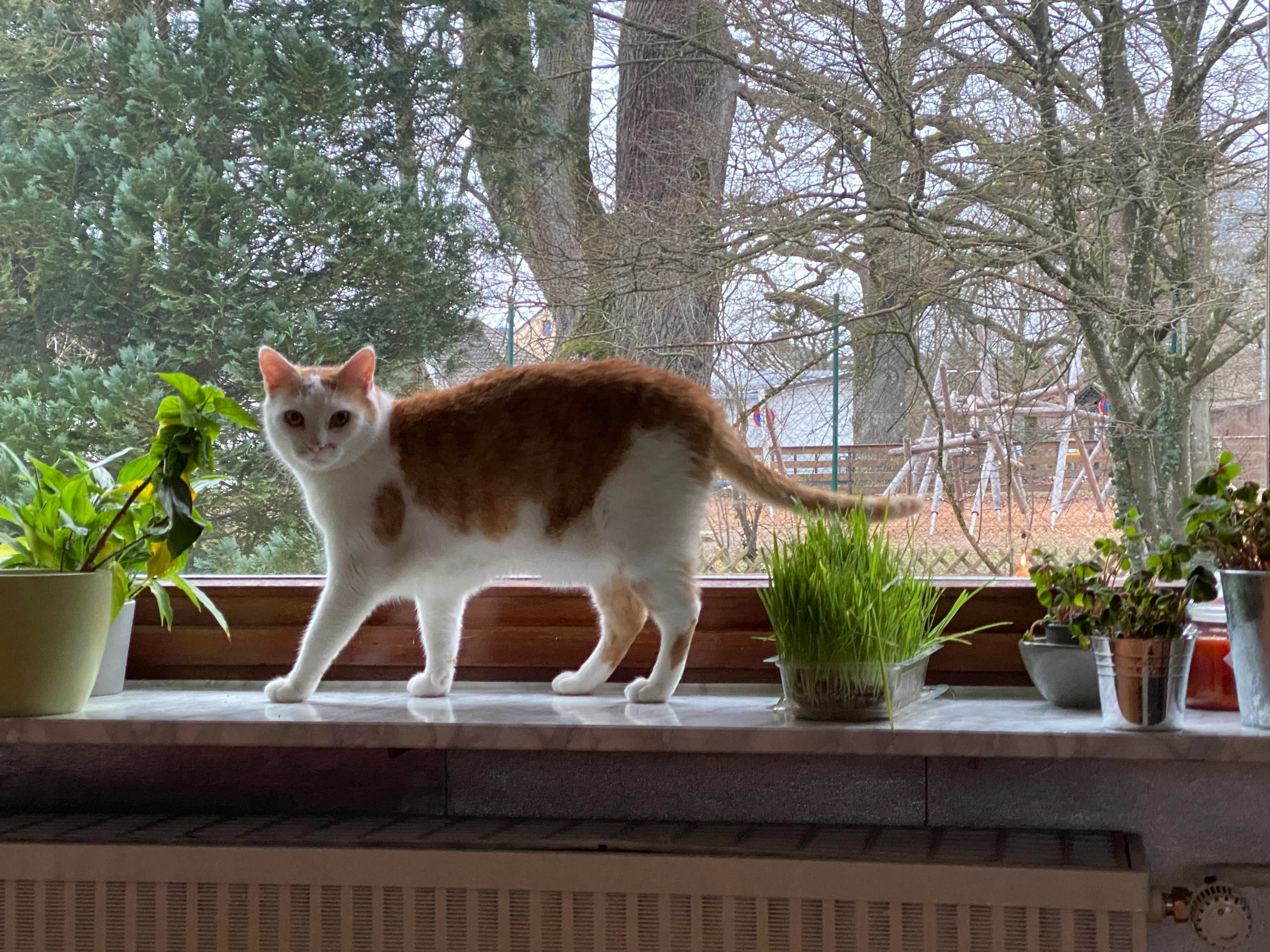 Eggsy - Akazienweg, Altdorf bei Nürnberg