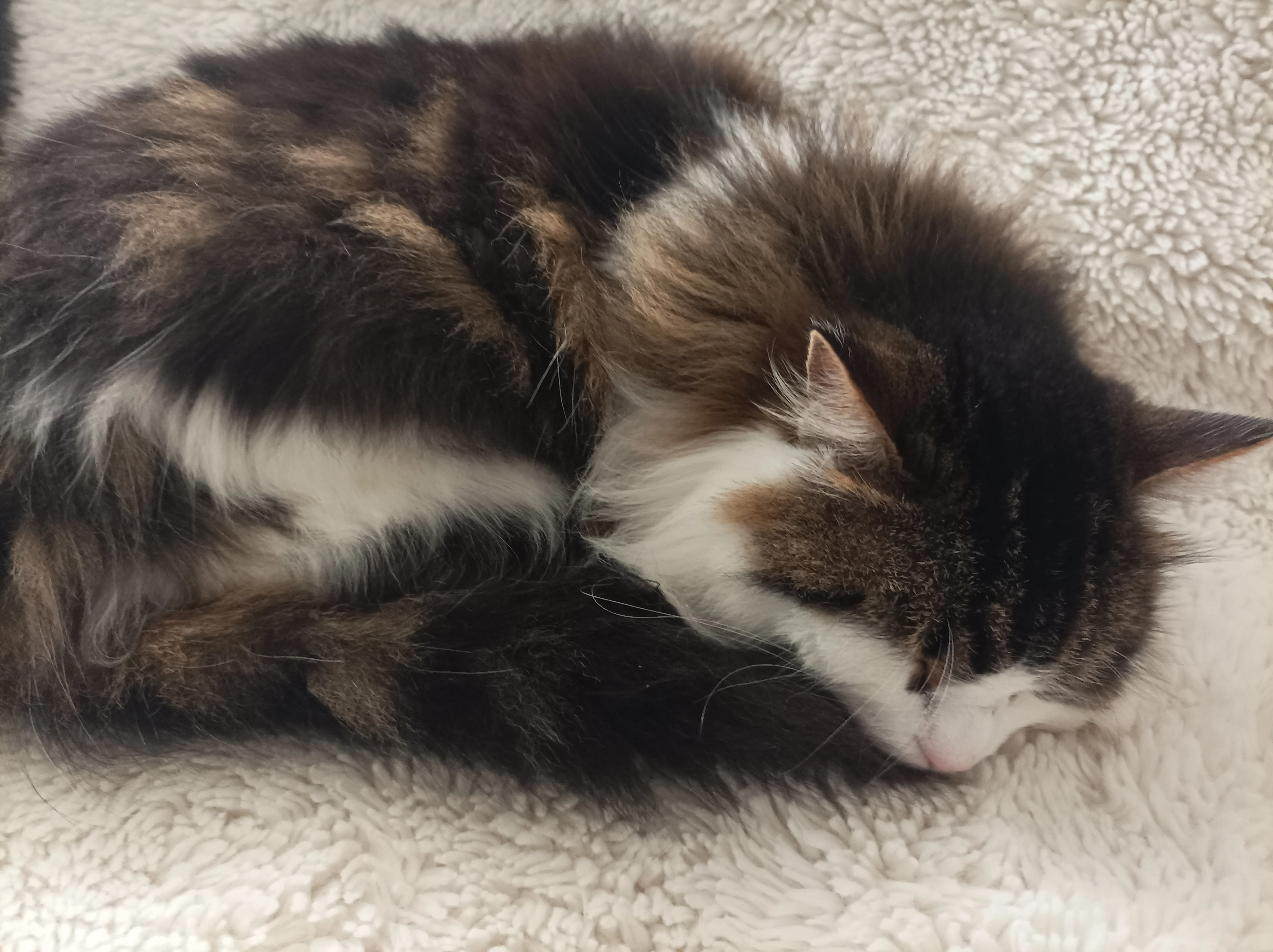 Choupie  - Rue Reverdy, Chartres