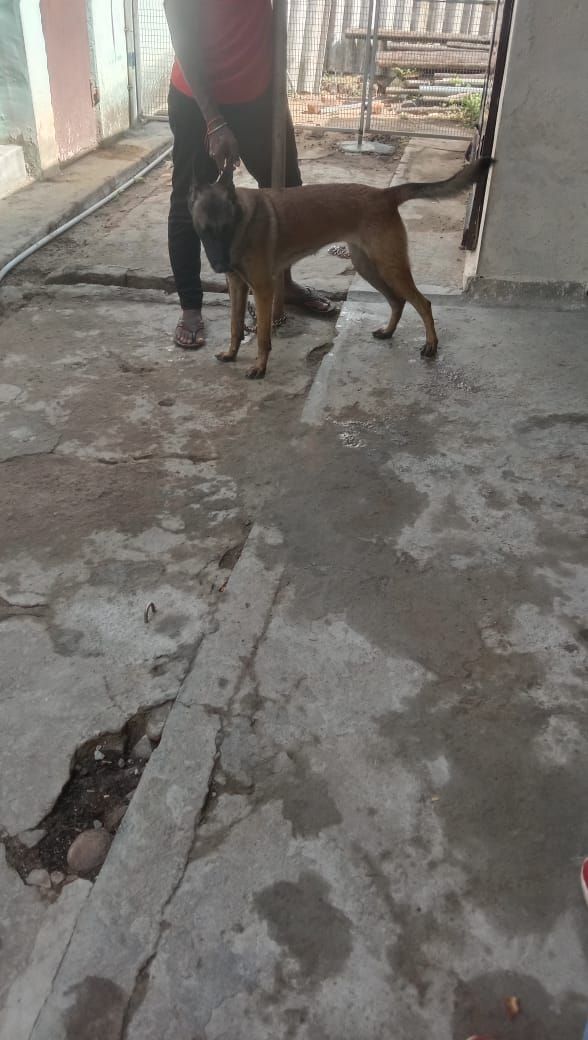 Belgium malinice  - Alwarkurichi, Ambasamudram