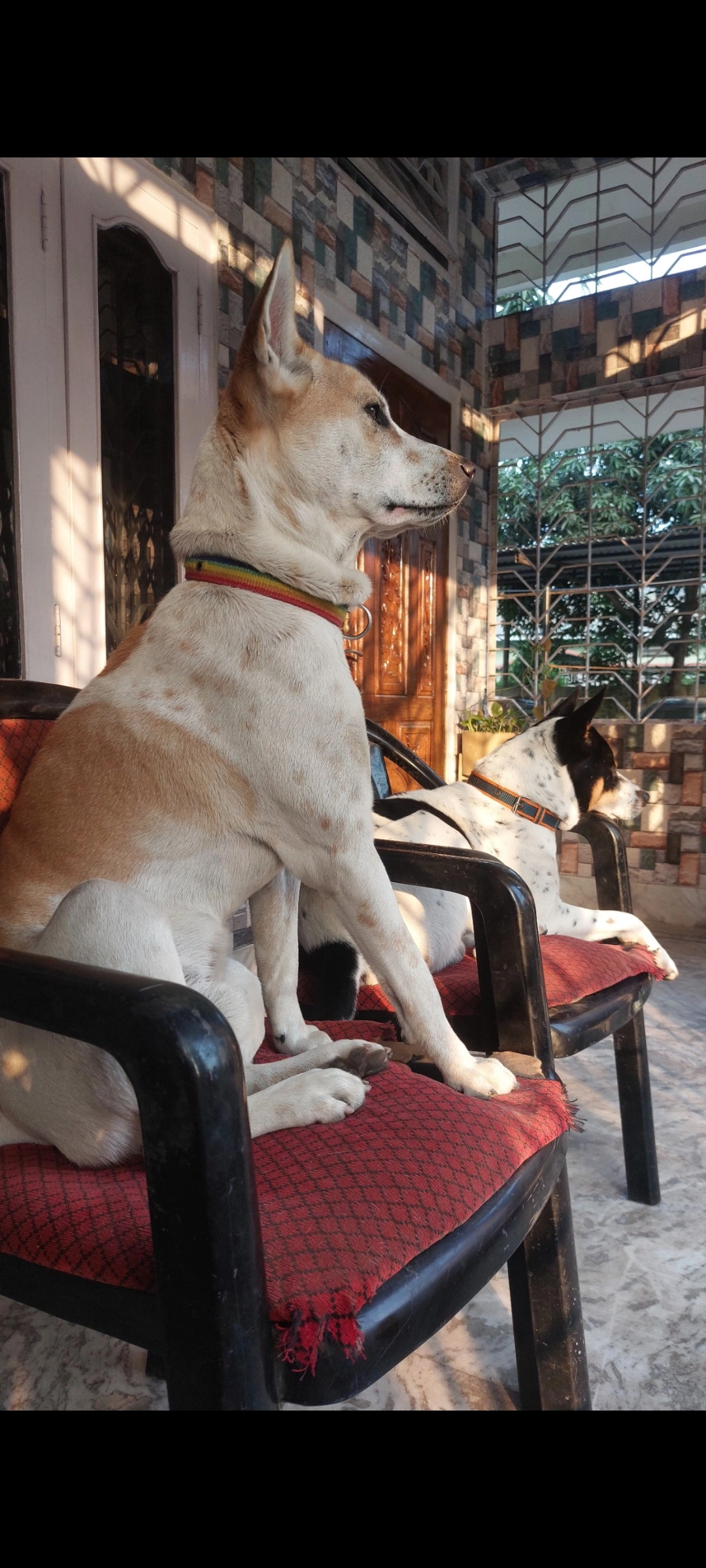 Brownie - Nh27 Gotanagar area, Guwahati