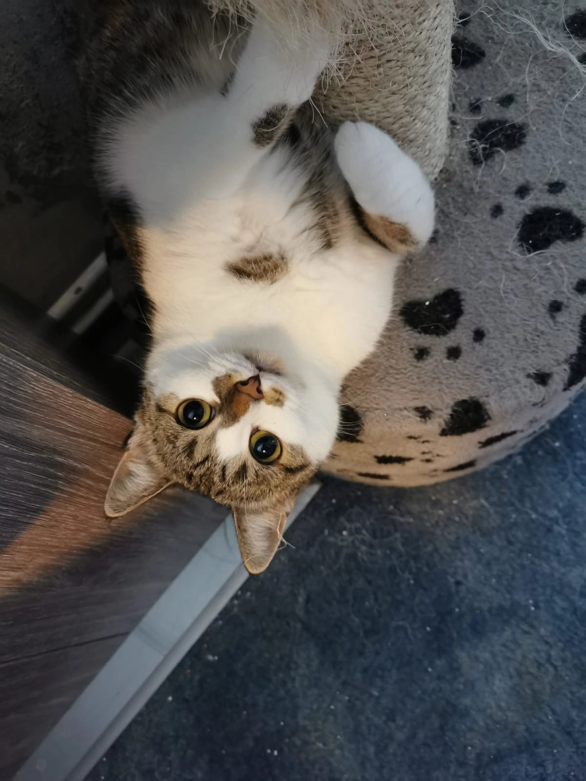 Elli - Romanus-Teller-Straße, Oberschöna