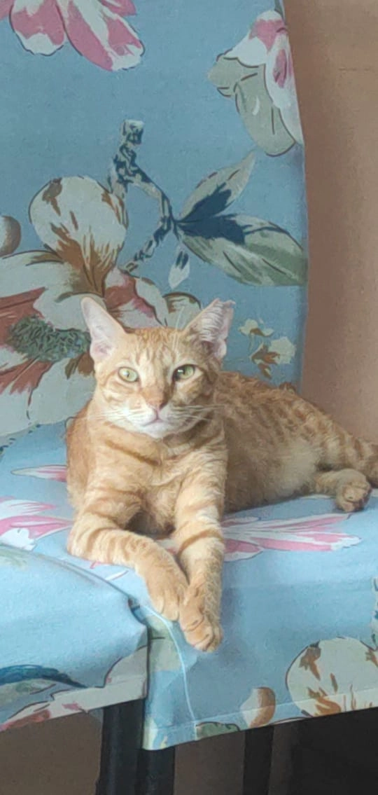 Fifi - 3rd Cross Road, Mathikere