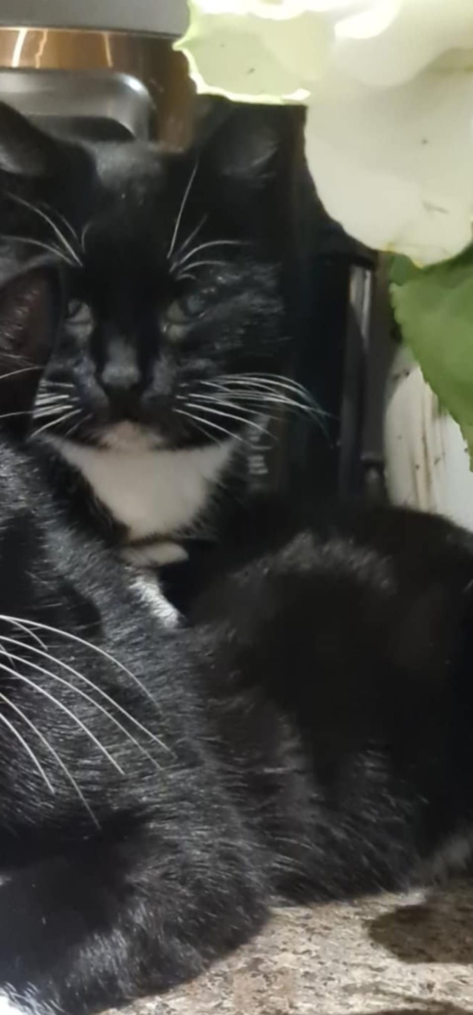 MIJA - Tonge Road, Sittingbourne