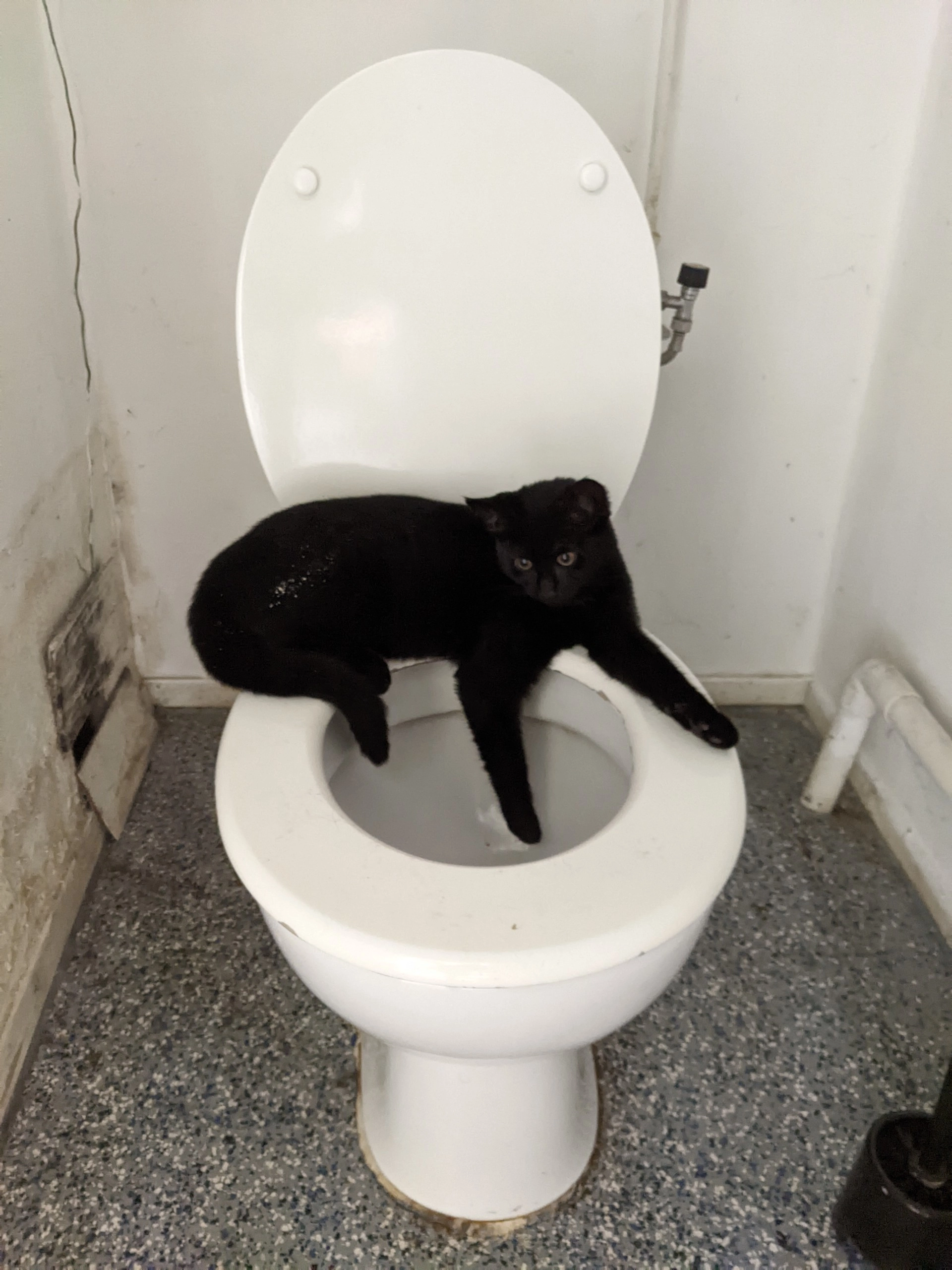 zwartpoot - Wickenburghseweg, 't Goy