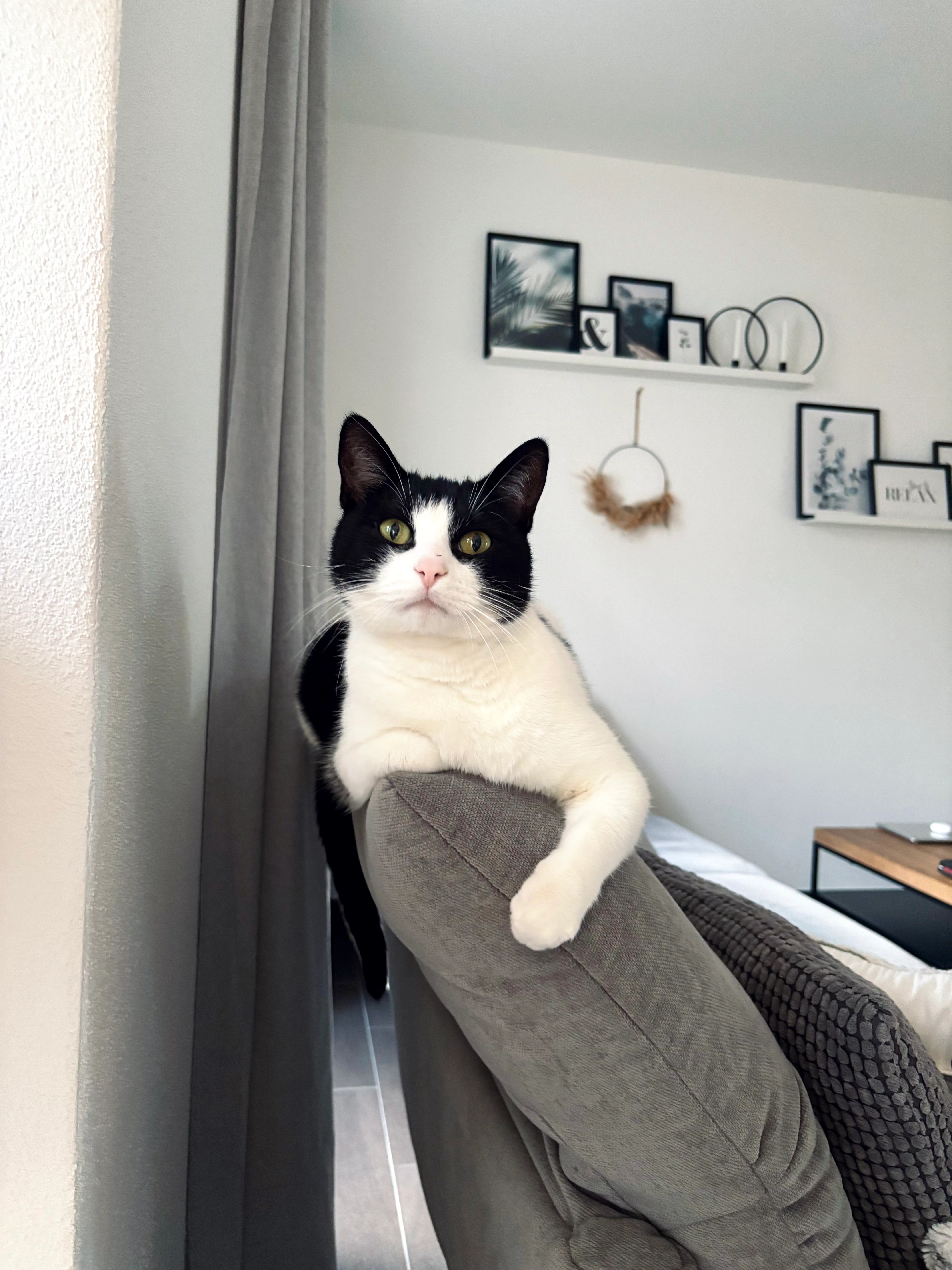 Henry - Am Emmerfeld, Gudensberg