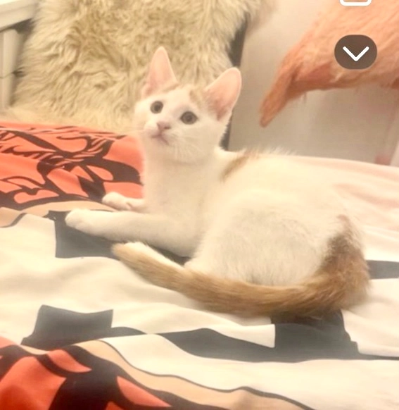 Lily - 17 Martonside Way, Middlesbrough