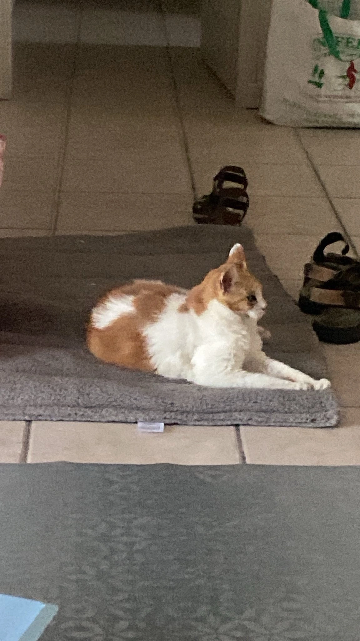 Sundae - Rue de la Petite Boule, Sainte-Foy