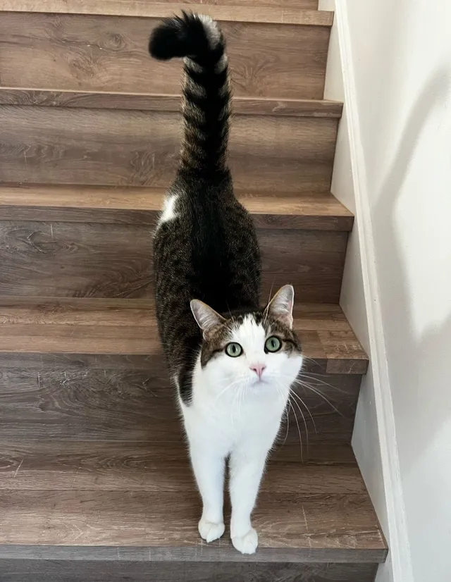 Minnie - Griffin Close, Birmingham