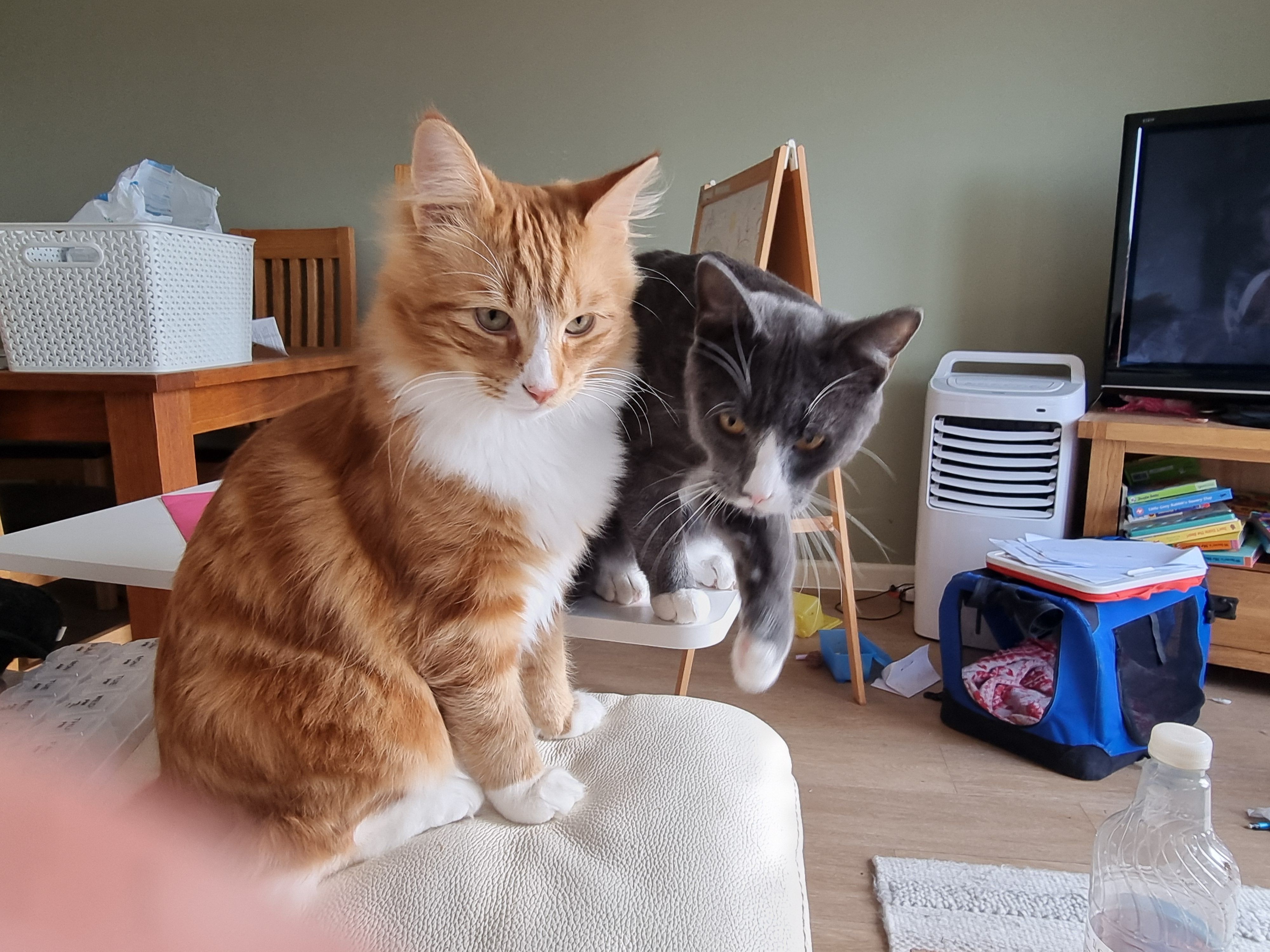 Luffy - Cedar Close, Exmouth