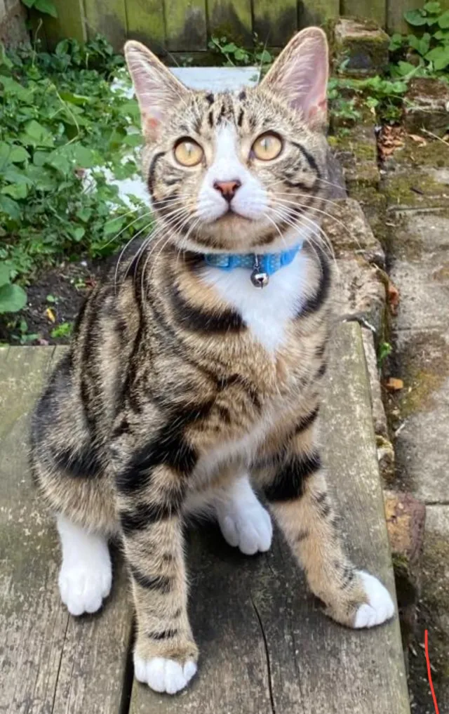 Percy - Royal College Street, London