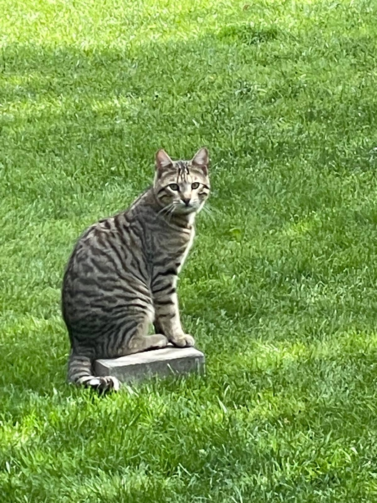 Charlie - Lebersberger Feld, Hutthurm