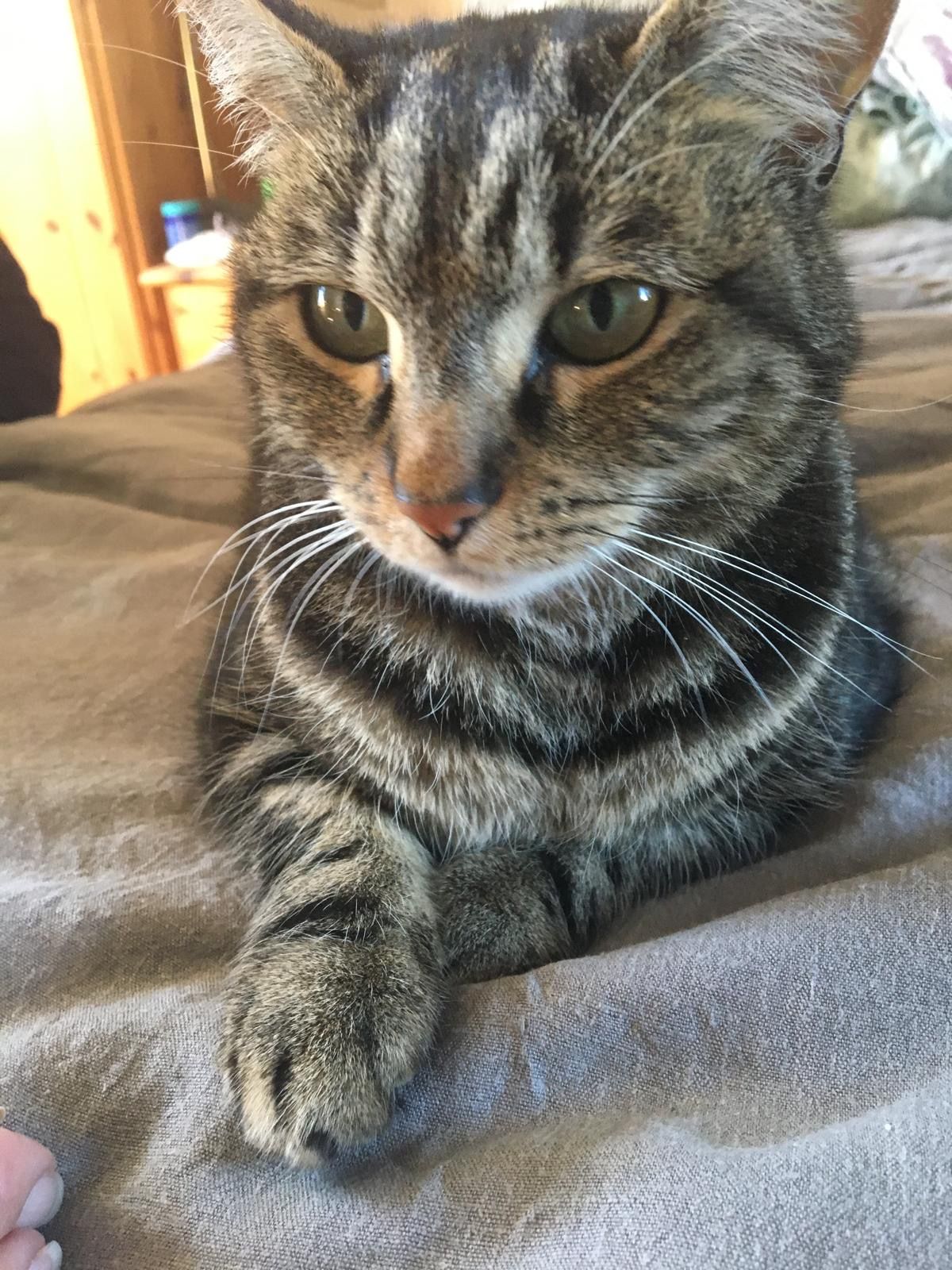 Darcey - Sunnyside, Diss