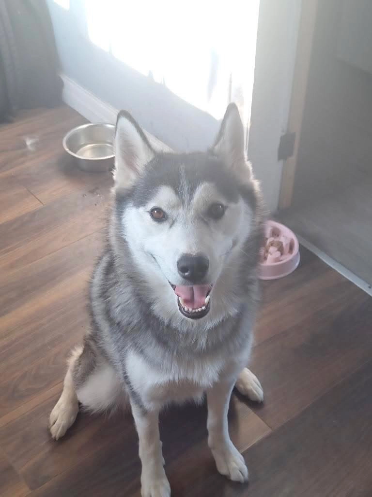 Lilith - Acacia Crescent, Wigan