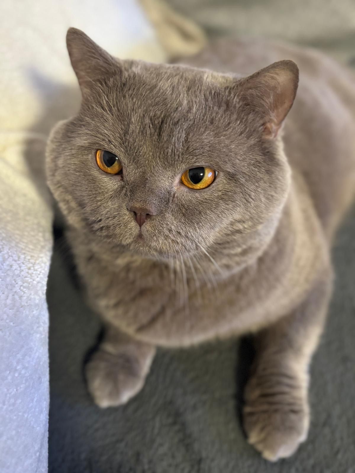 Yumos - Nelkenweg, Langenbach