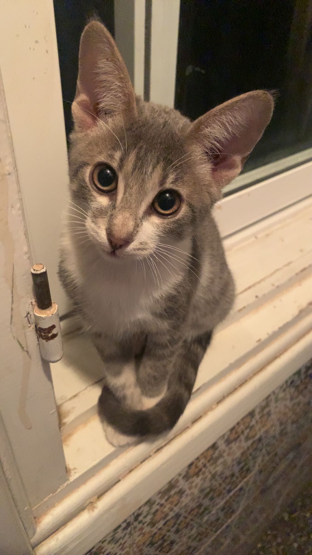 Kissa - زنقة هيفاء ب, وجدة