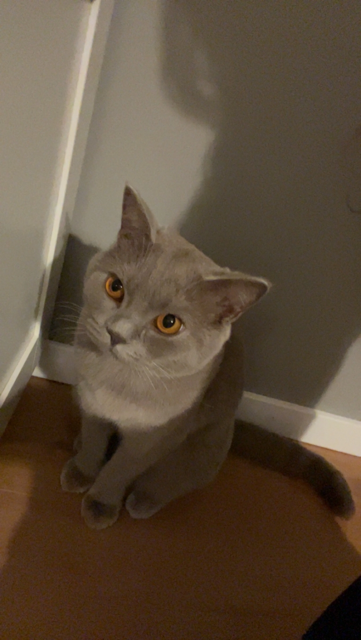 bulut - Schweppenburgstraße, Bornheim