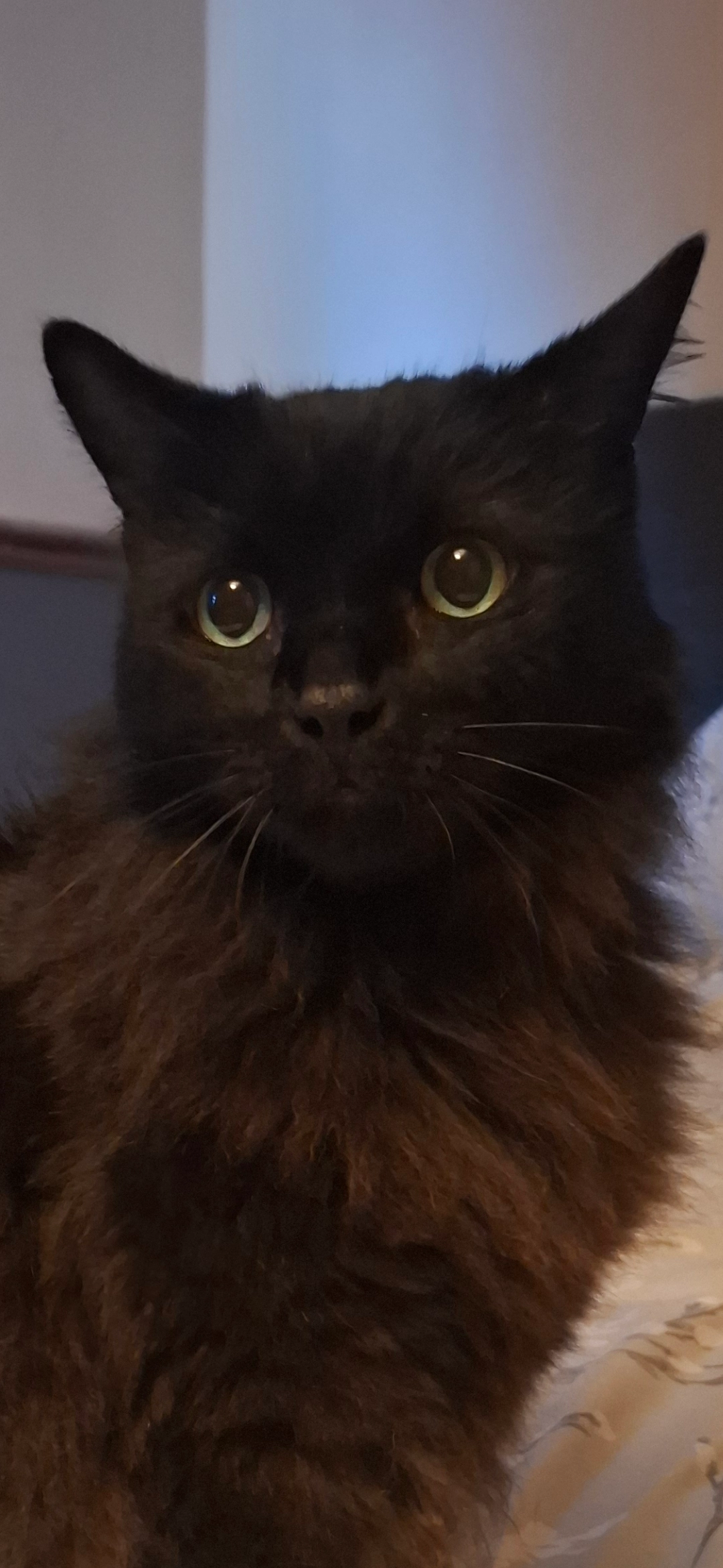 Oreo - Hunters Way, Saffron Walden