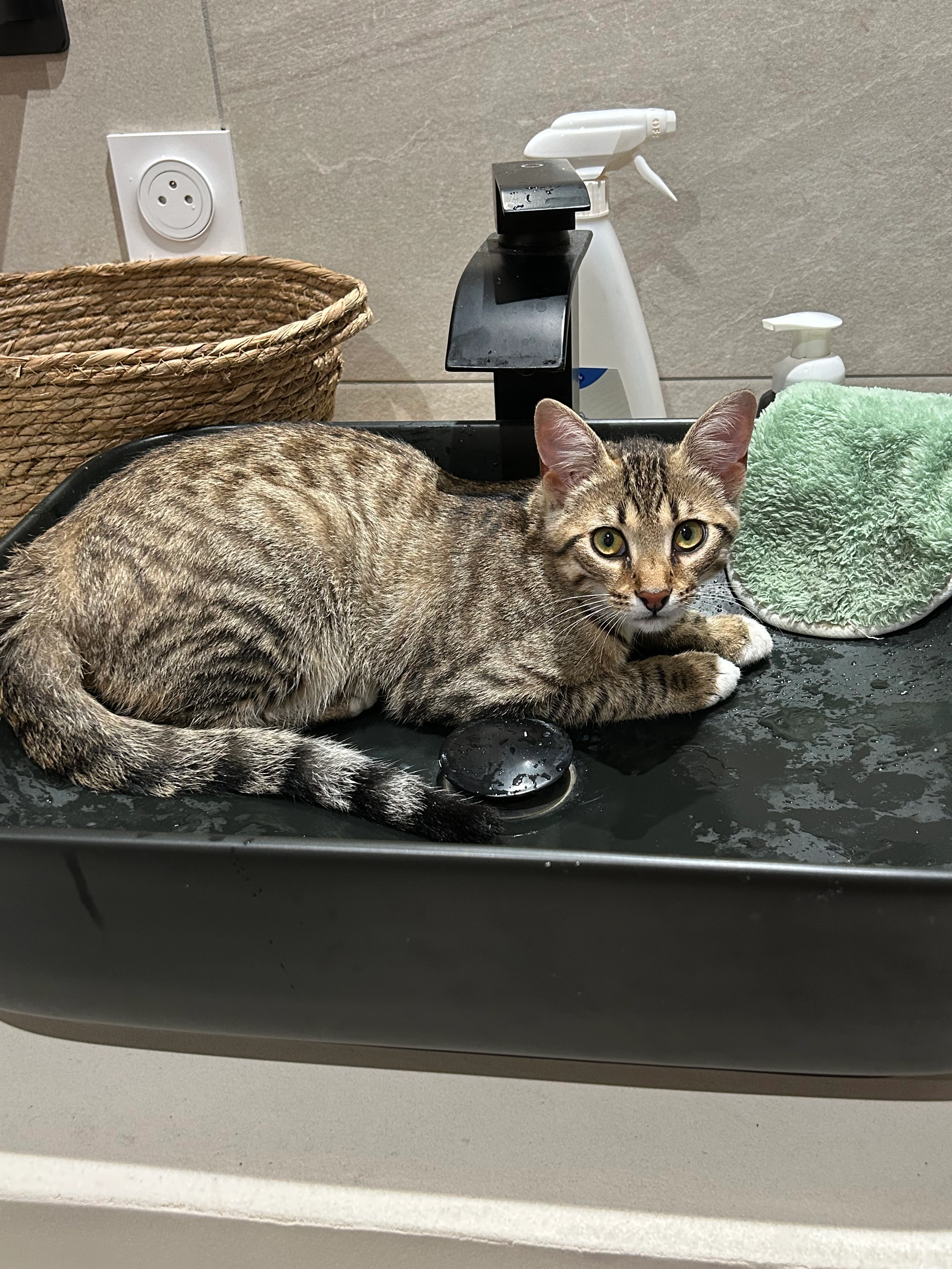 Arakopo  - Rue Albert 1er, Albi