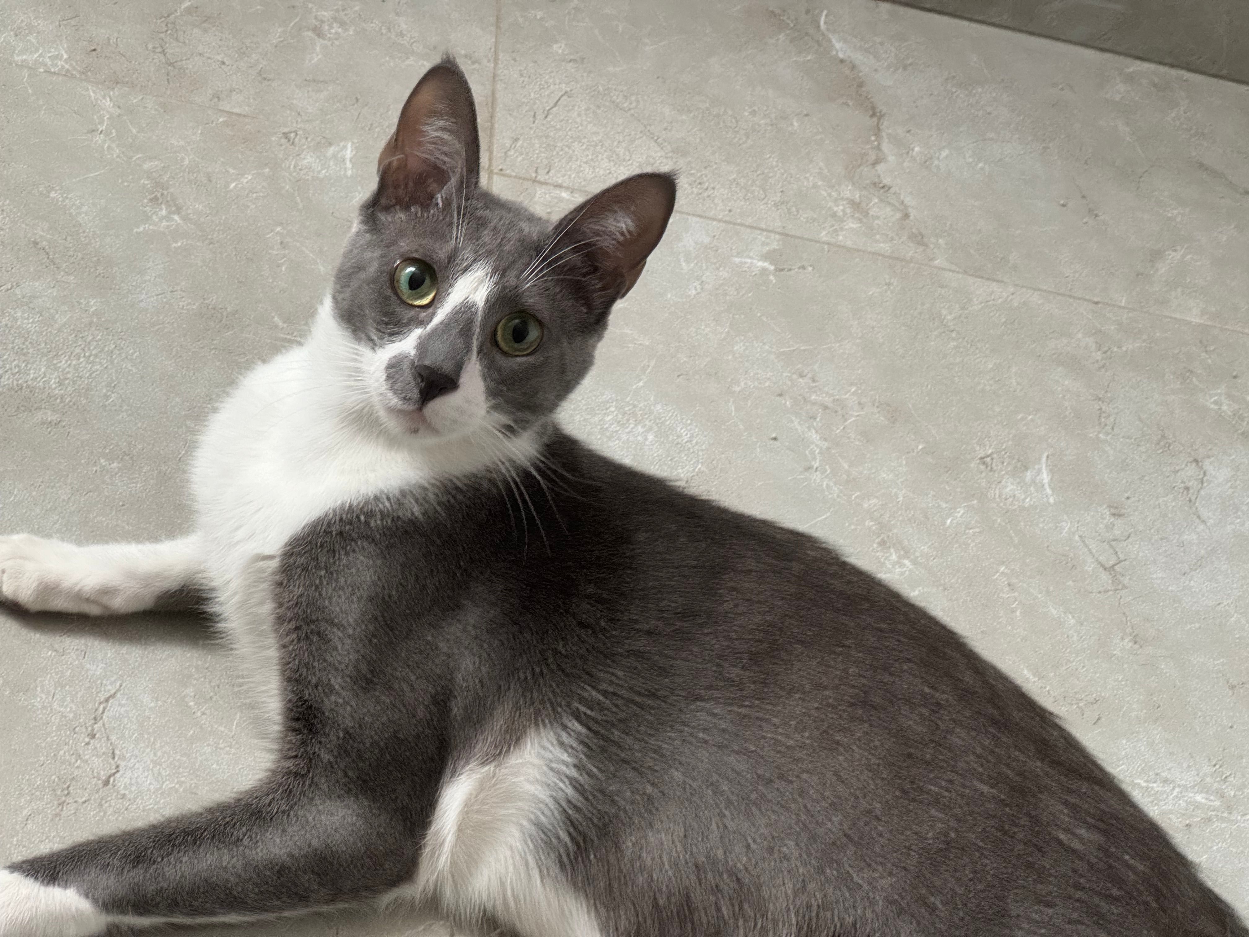 Dobby - R Arq Cabeca Padrao, Nazaré