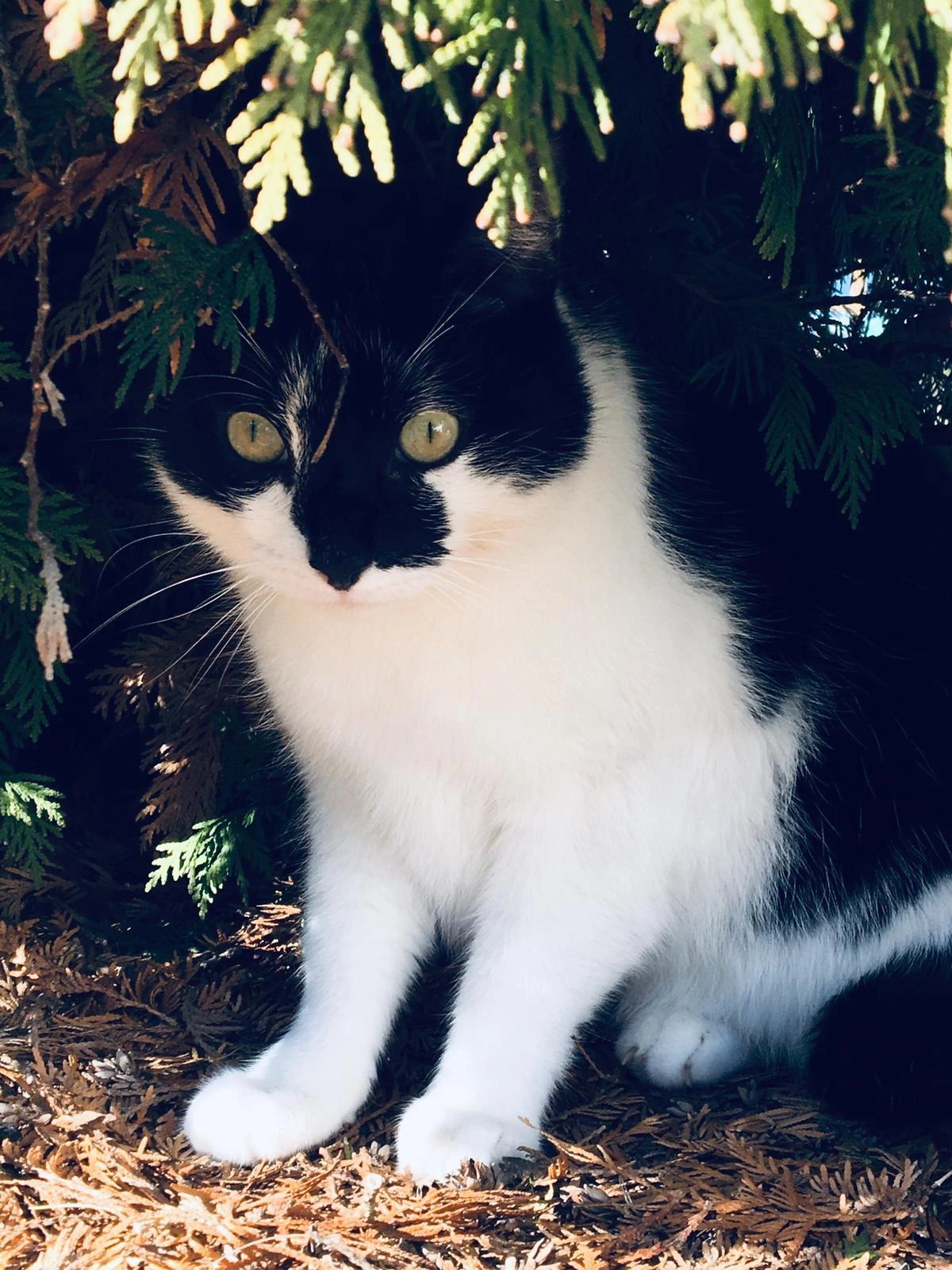 Arthur - Nelkenweg, Pressig