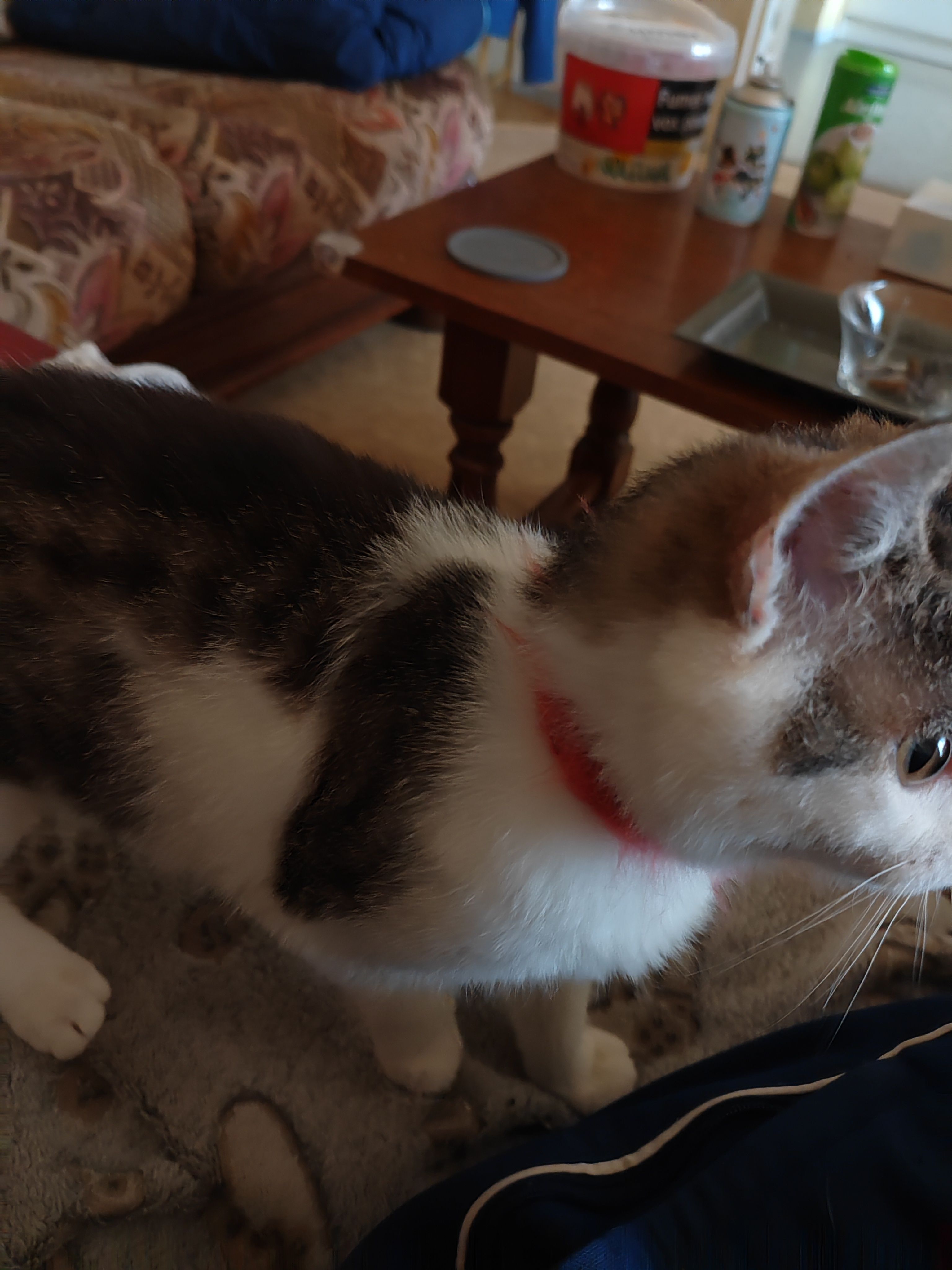 Alcor  - 2 Rue Jules Védrines, Saint-Quentin