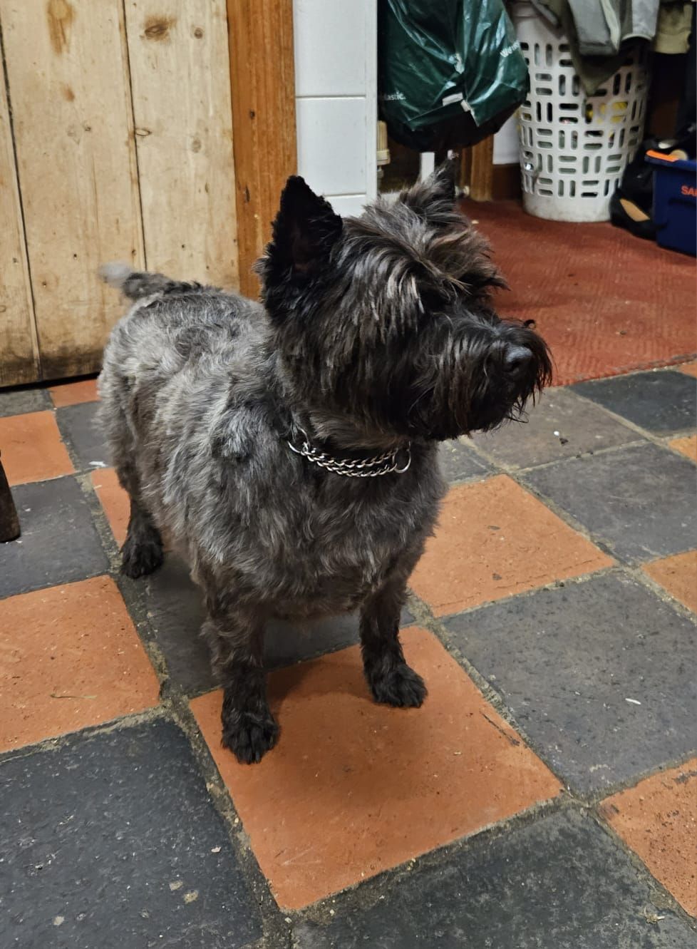 Gracie - Mundford Road, Thetford