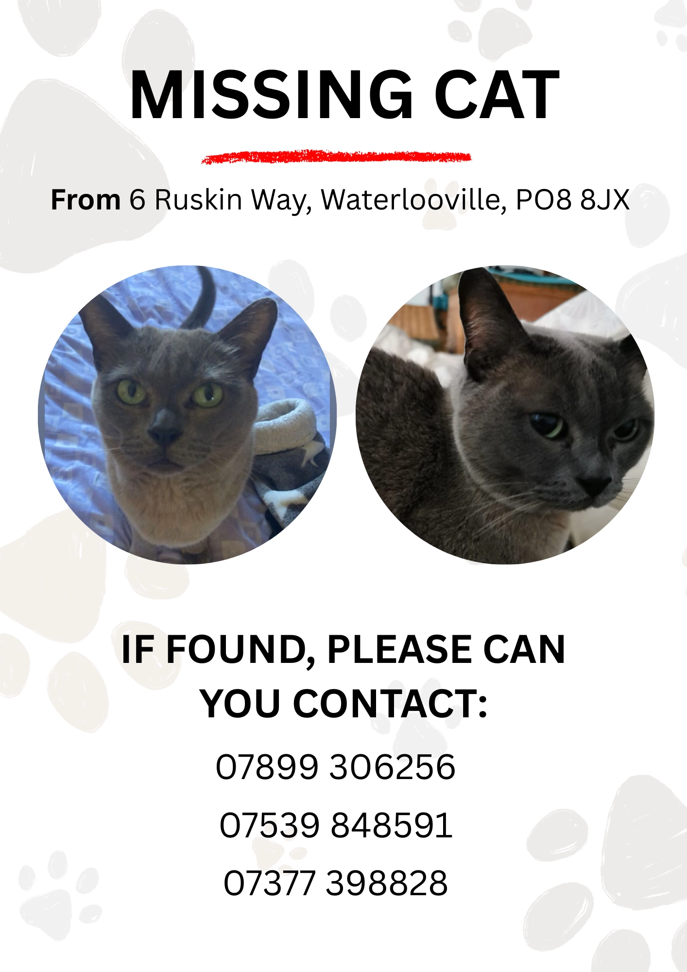 Bobby - PO8 8, Waterlooville