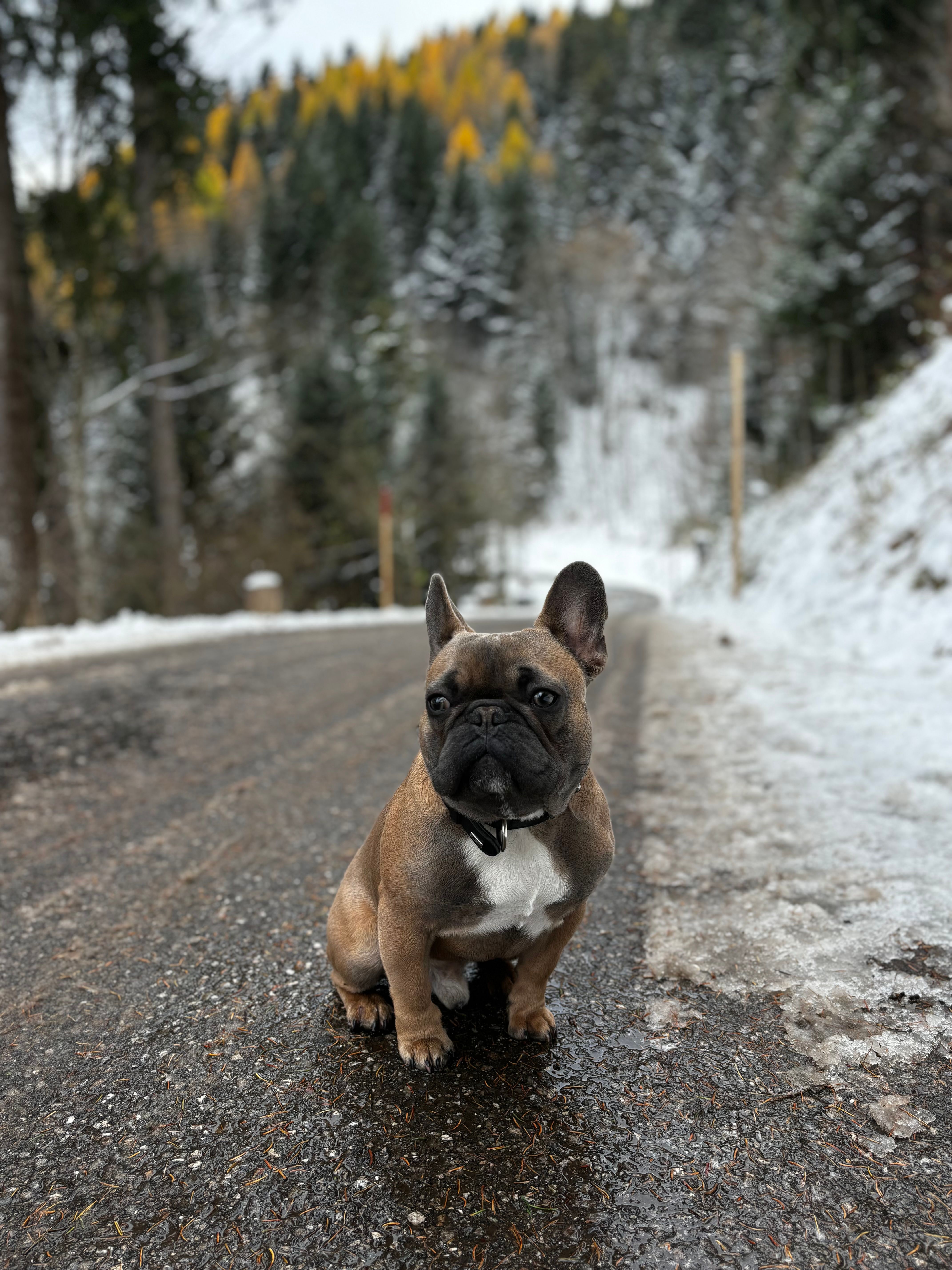 Tyson - Route De La Forclaz, La Forclaz