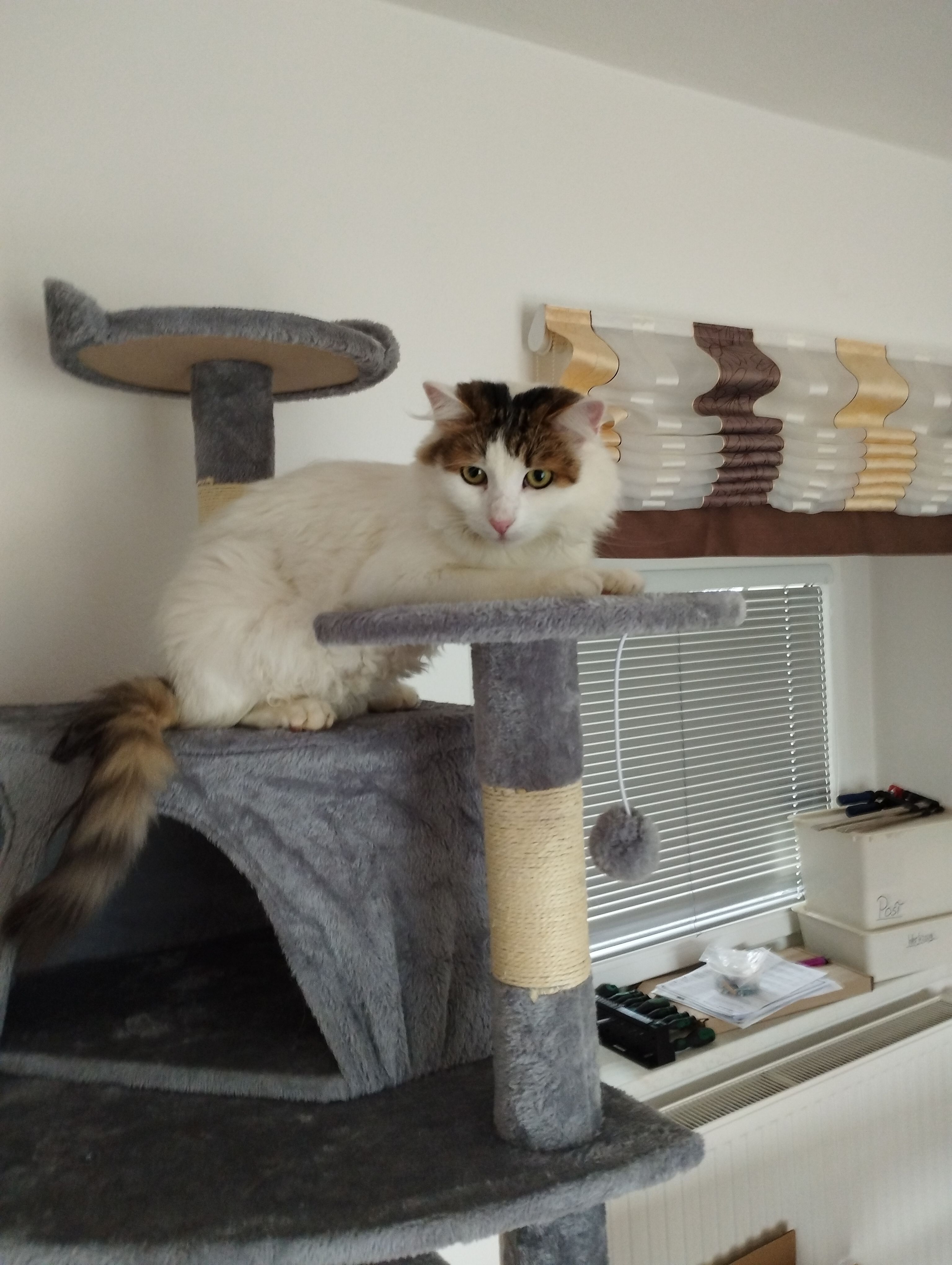 Tschitschi - Diendorf 8, Peilstein im Mühlviertel