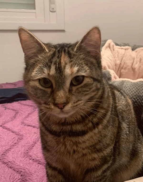 Sonya - Carrer de Girona, Cànoves i Samalús