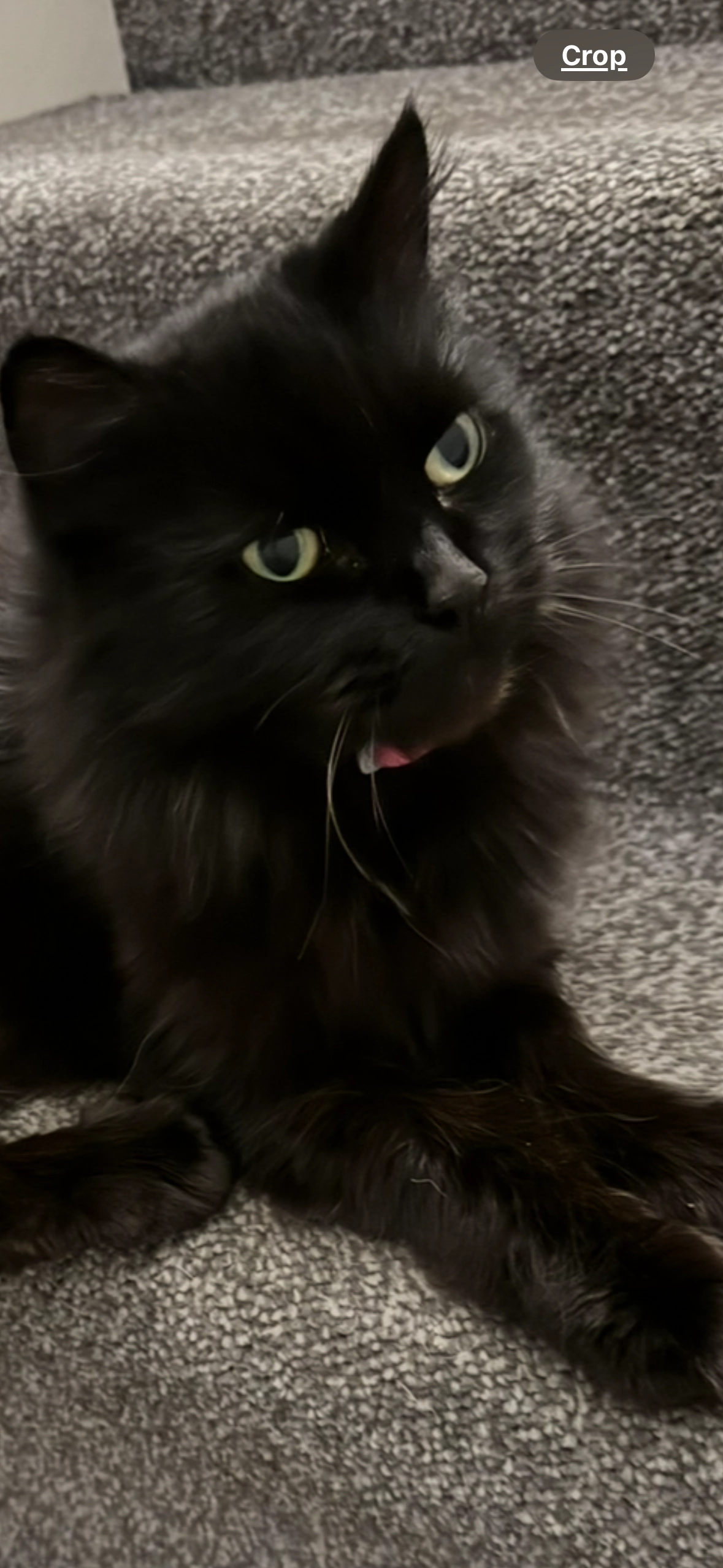 Paris  - Harrisons Road, Dunmow