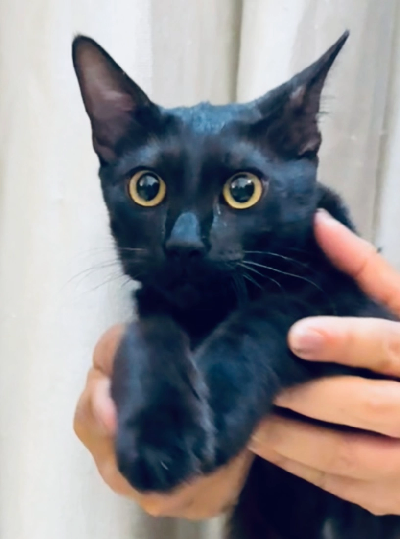 Tara - Hyderabad - Karimnagar Highway, Secunderabad